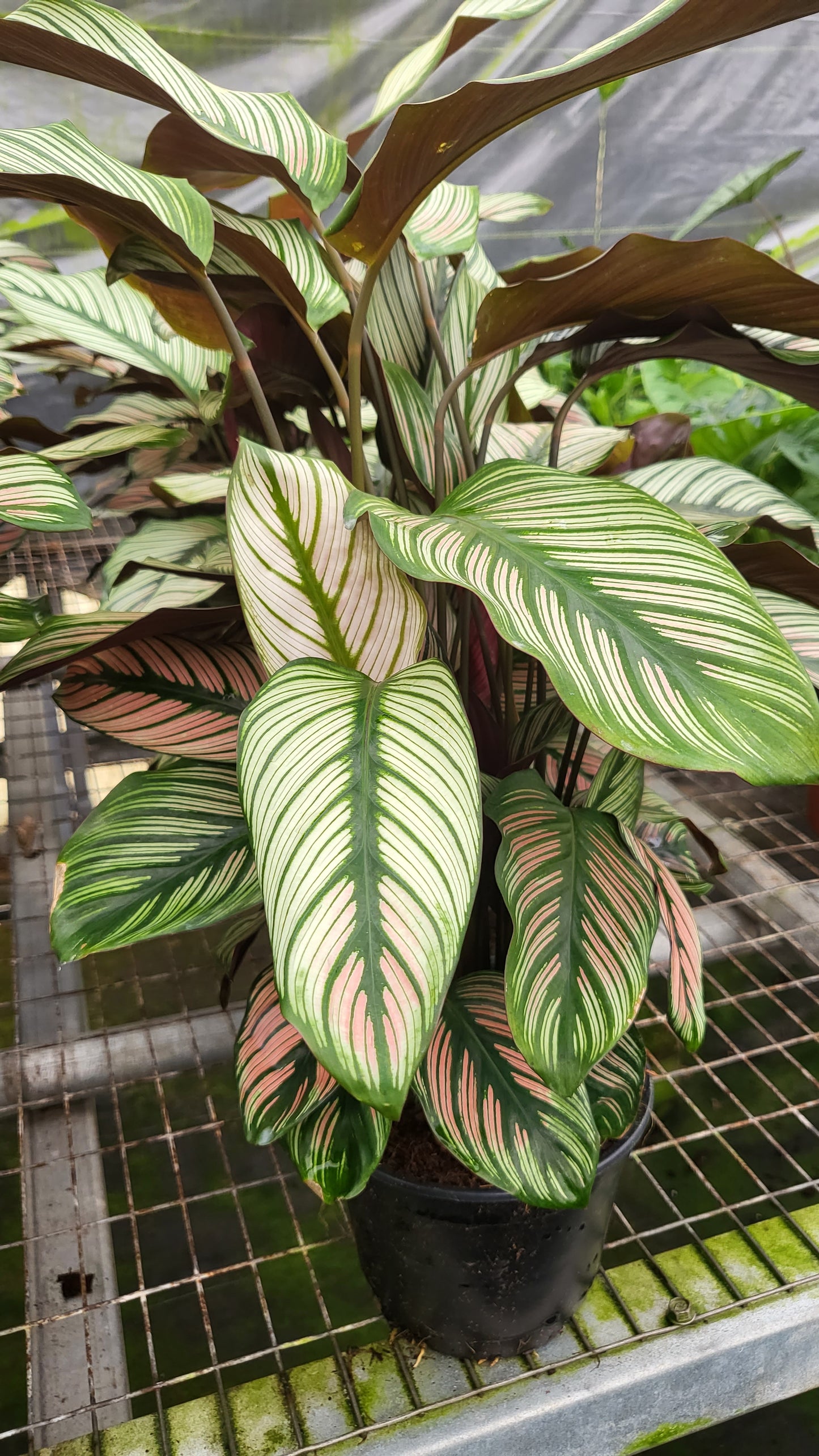 6” Calathea White Star