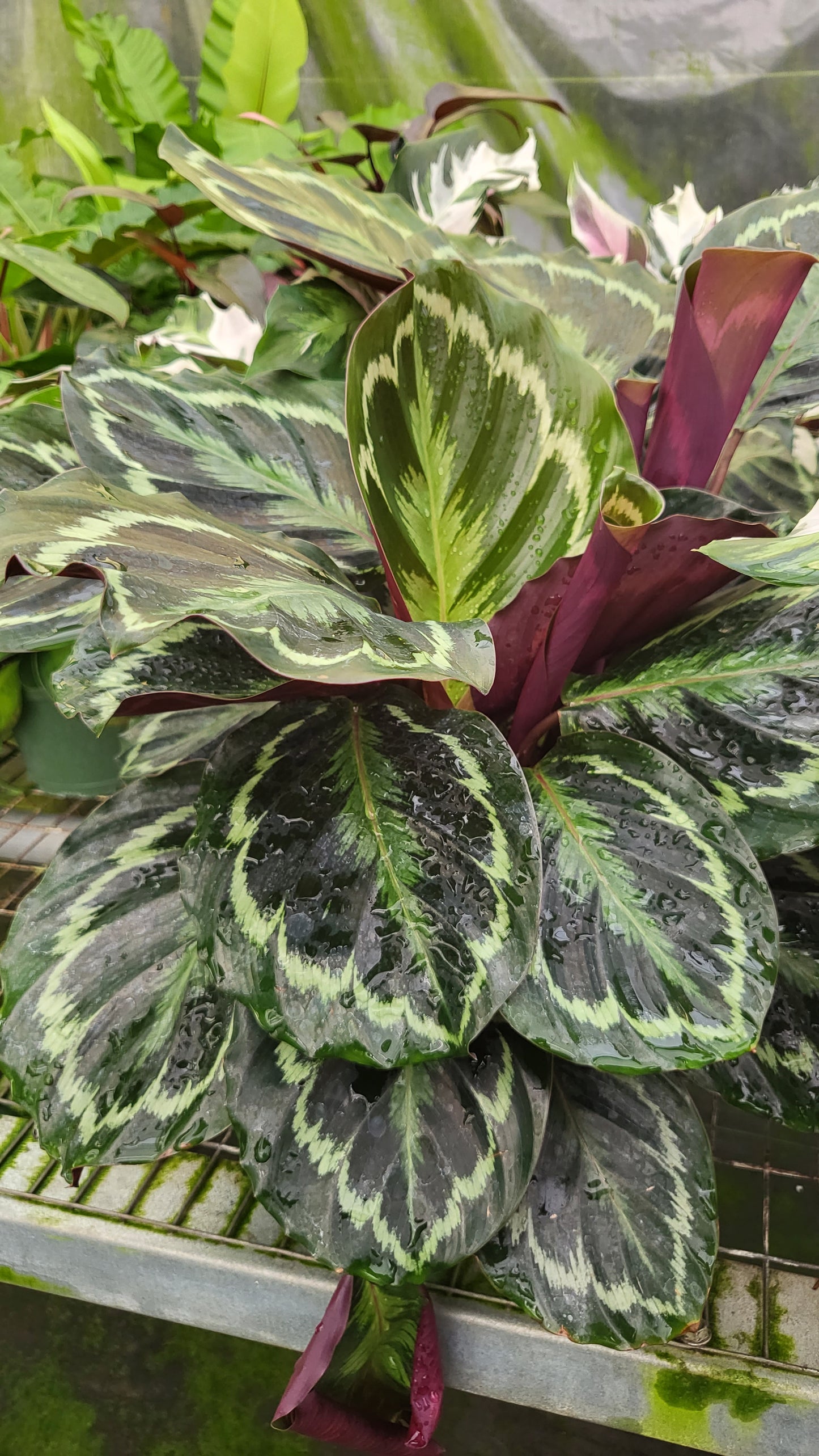 8” Calathea Medallion