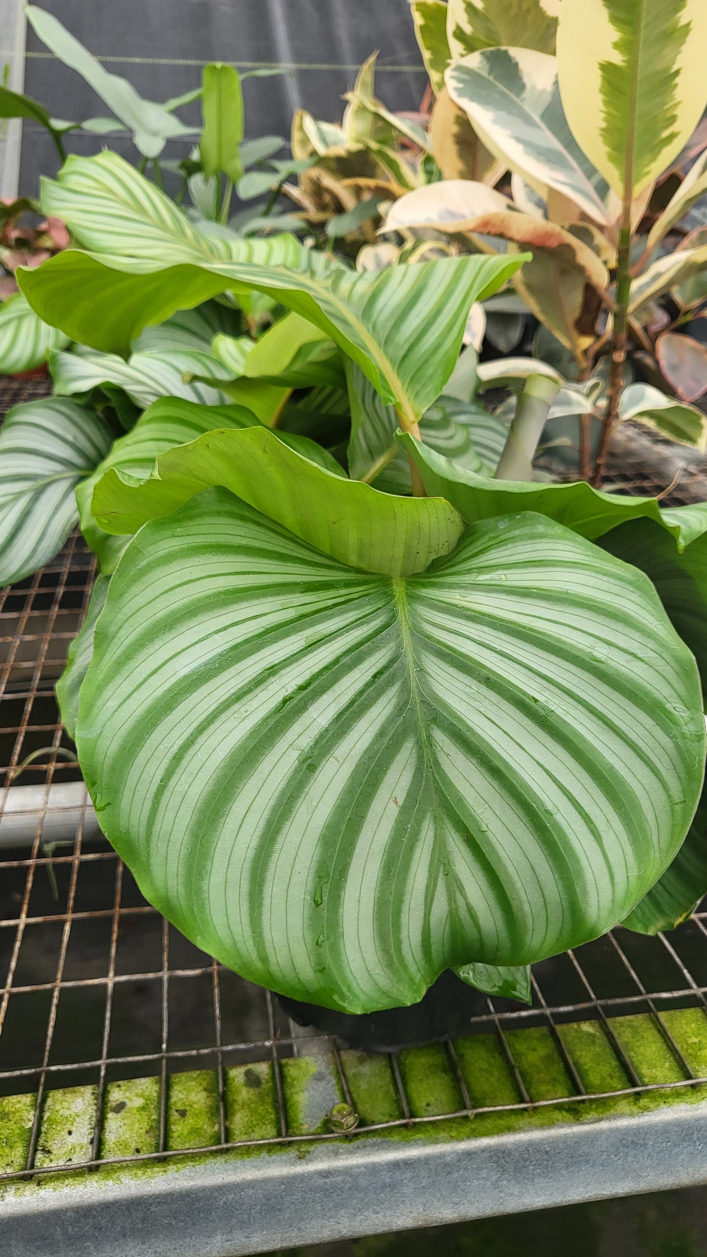6” Calathea Obifolia