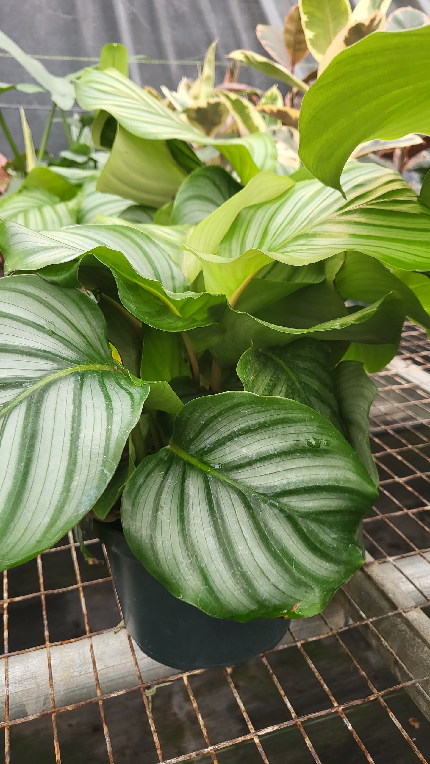6” Calathea Obifolia