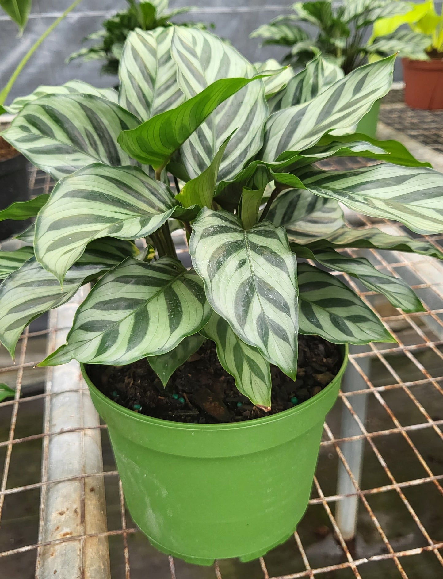 6” Calathea Freddie