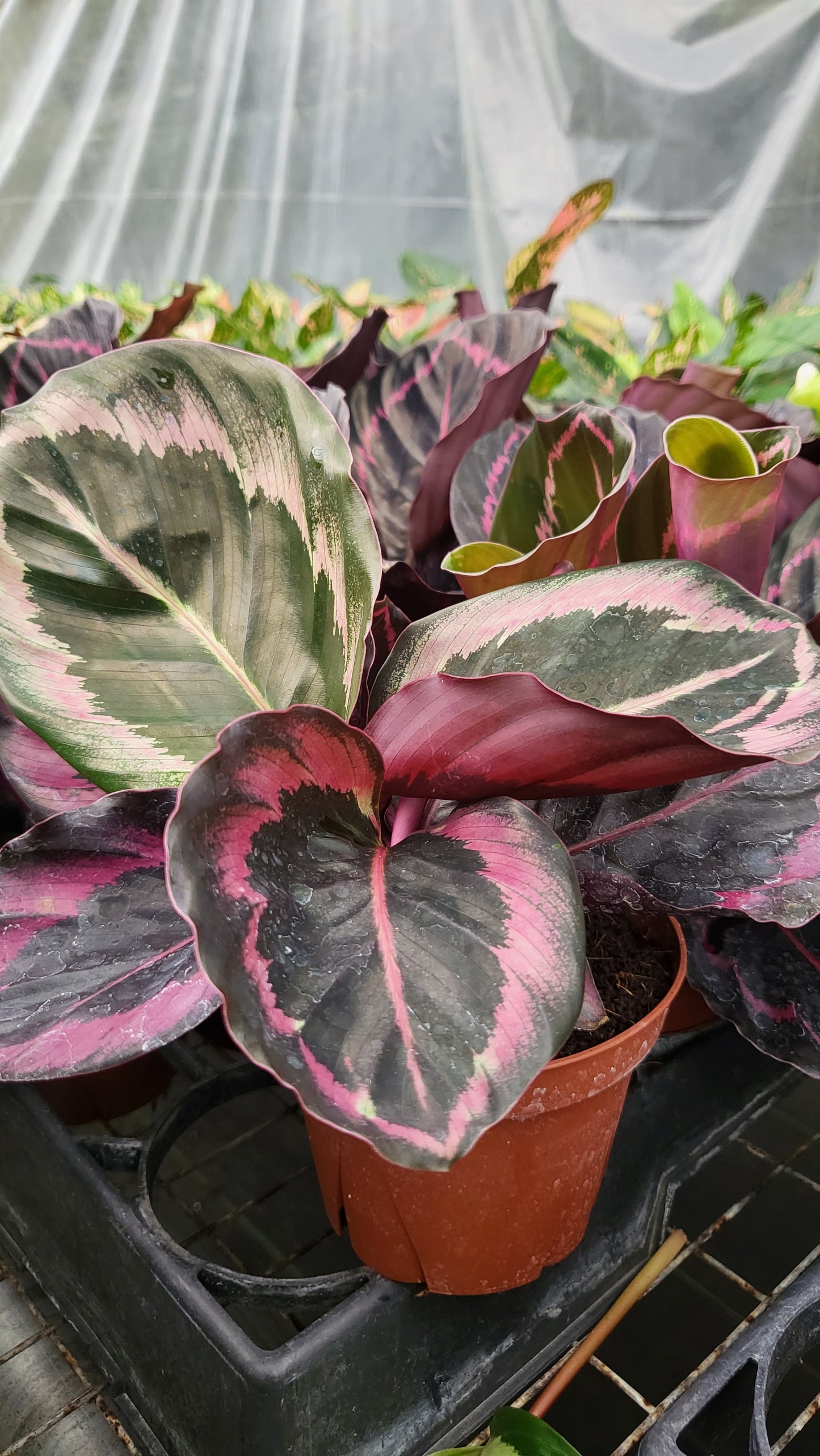 4" Calathea Rosceapicta Jessey Princess