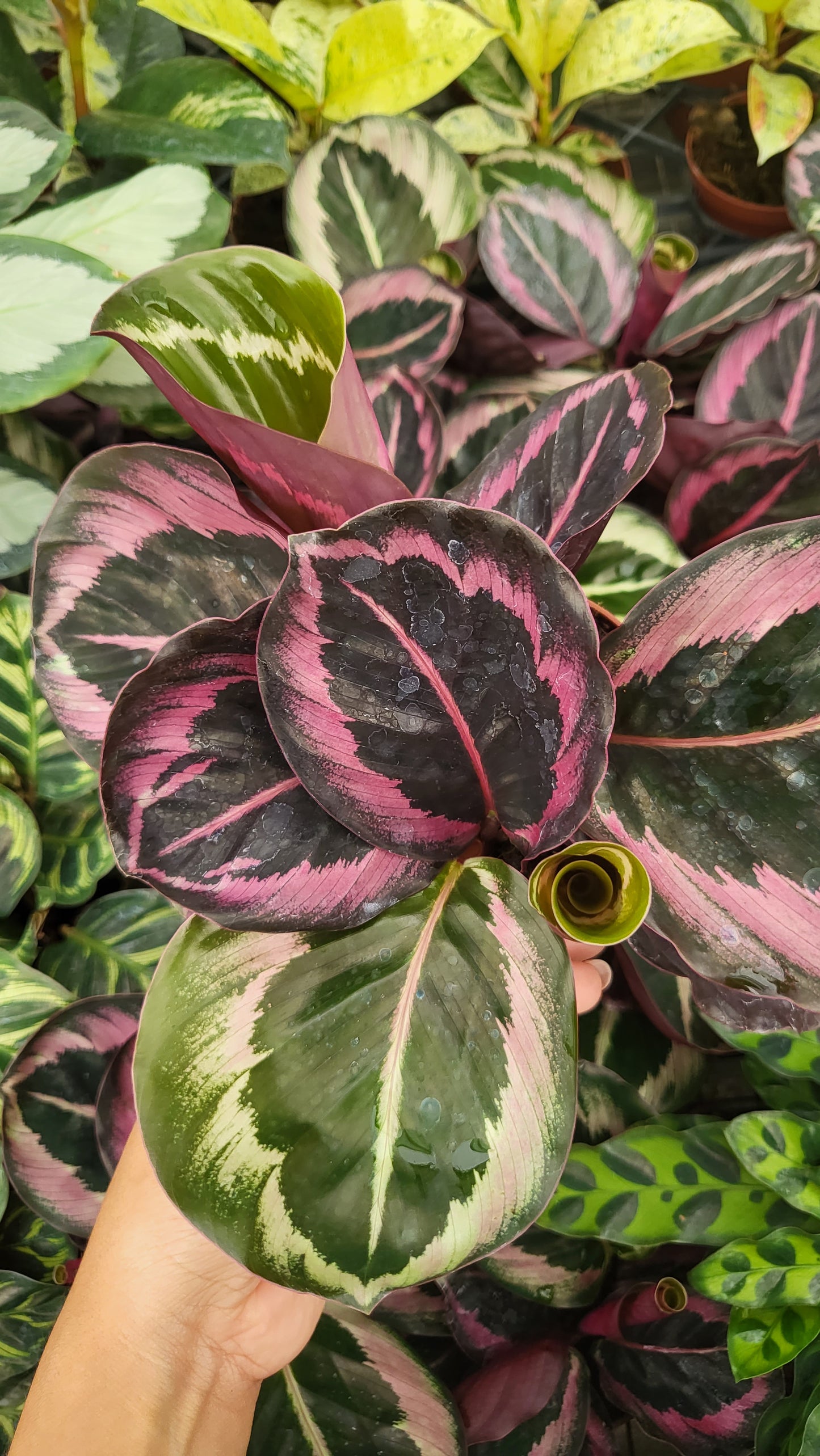 4" Calathea Rosceapicta Jessey Princess