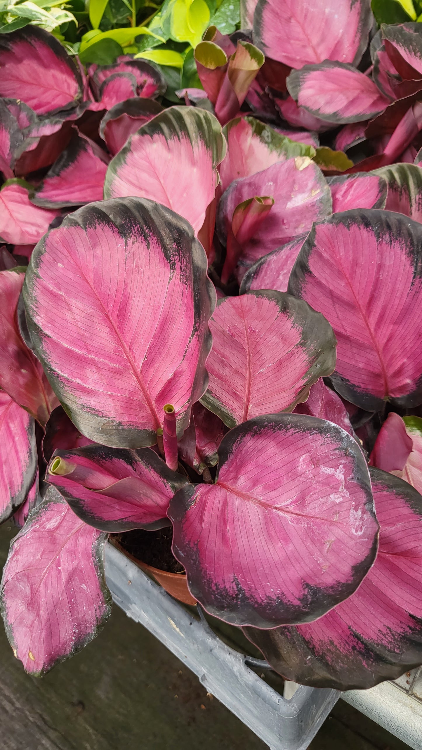 4" Calathea Rosceapicta Rosy