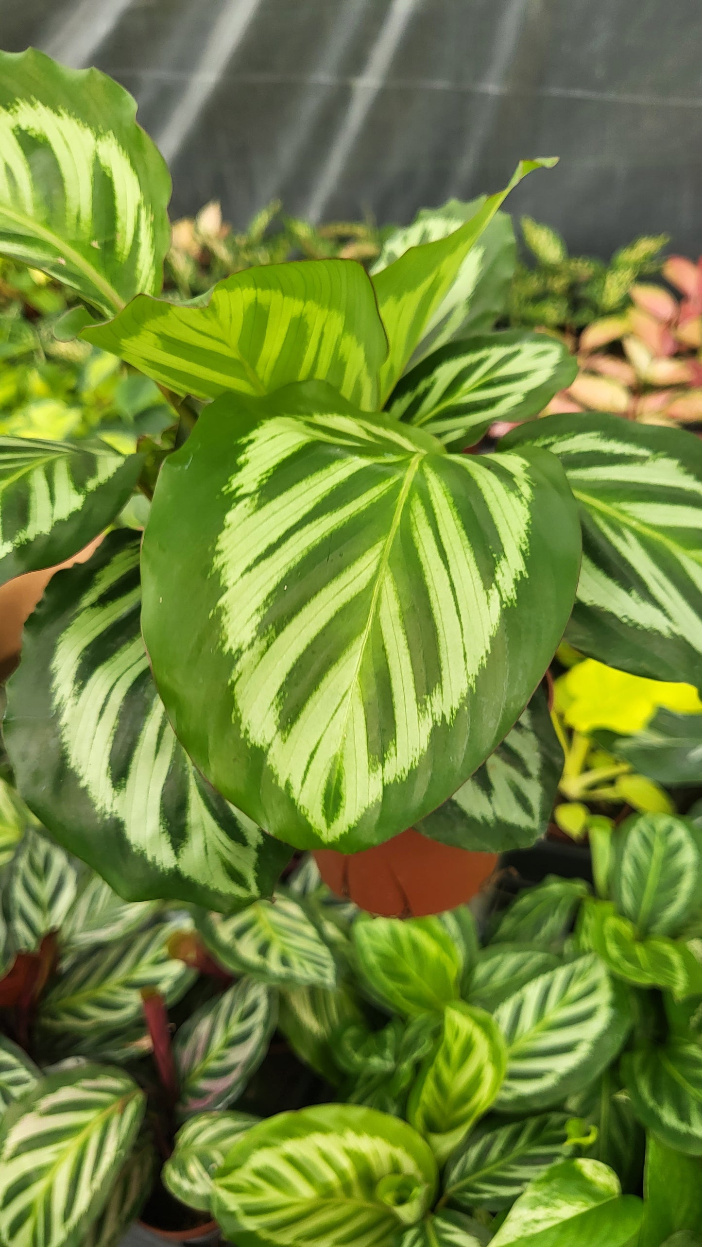 4" Calathea Bicajoux