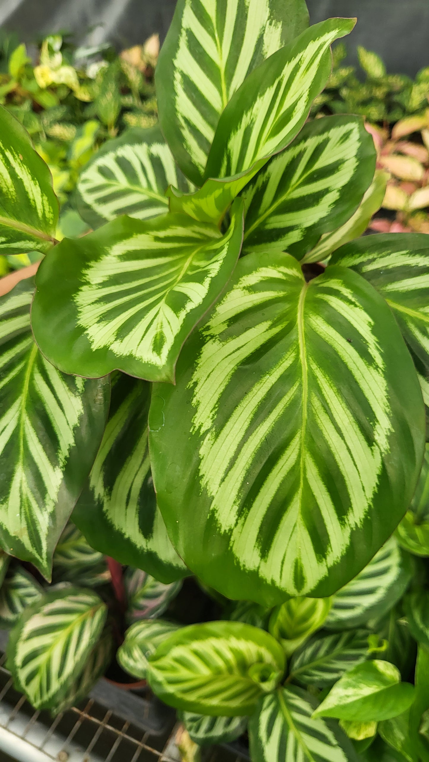 4" Calathea Bicajoux