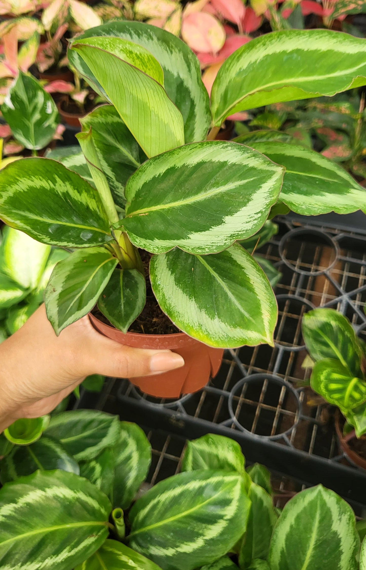4" Calathea Bicajoux "Gecko"