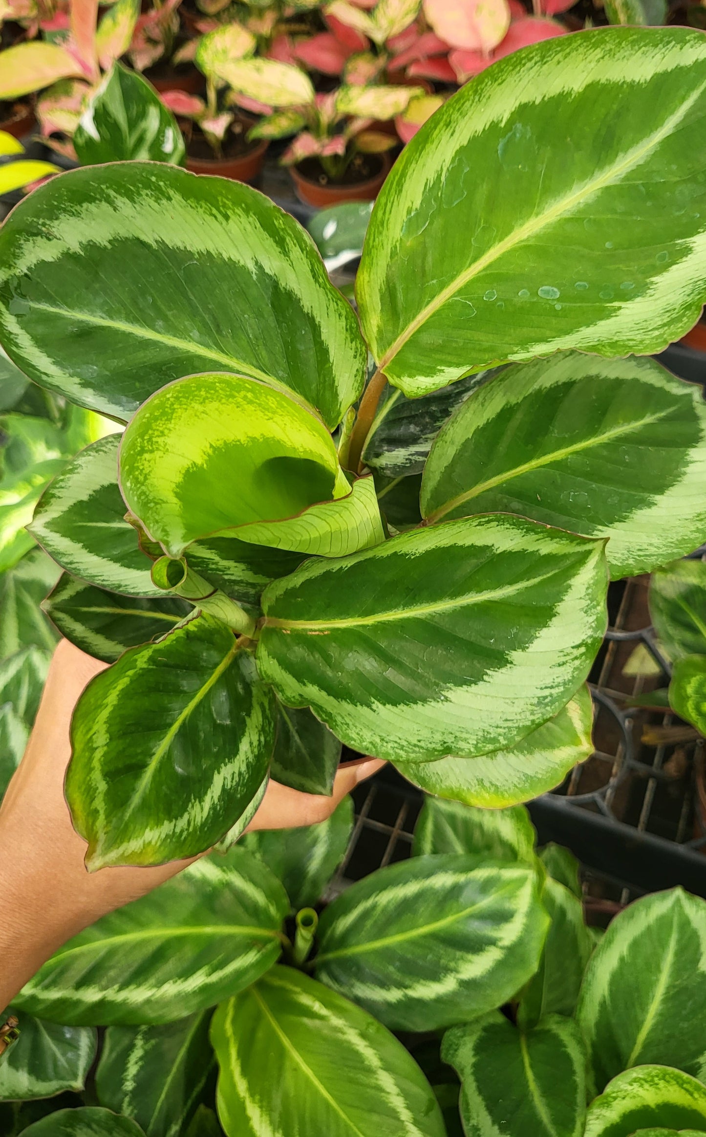 4" Calathea Bicajoux "Gecko"