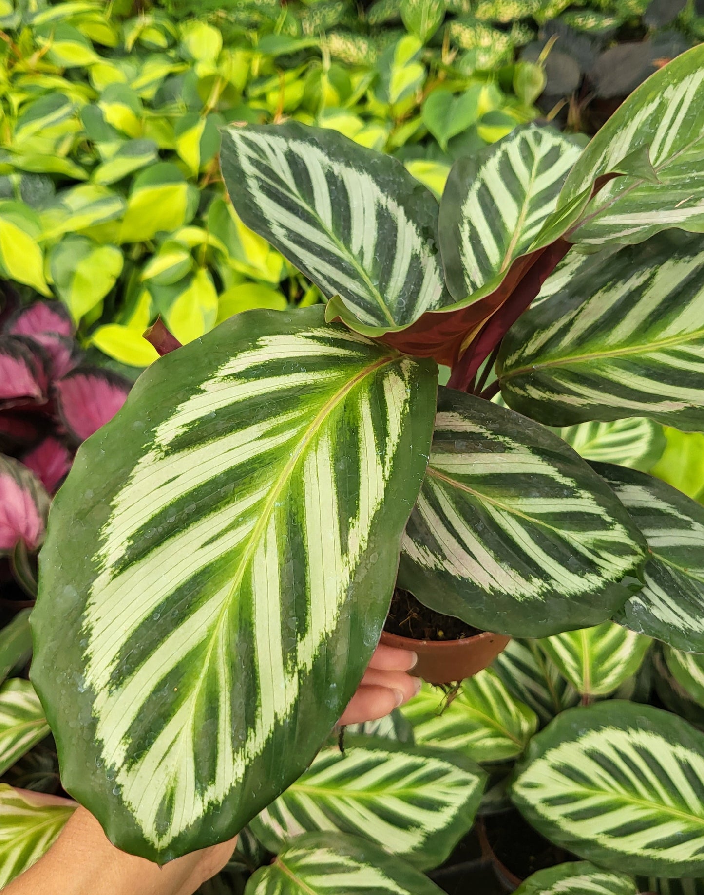 4" Calathea Cora