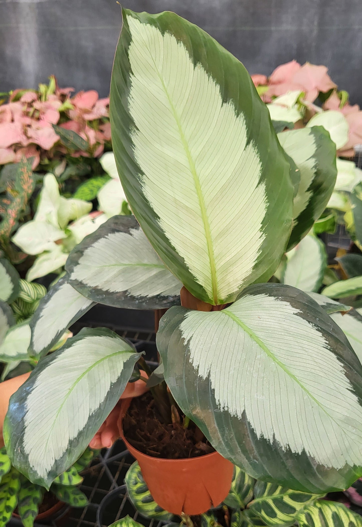 4" Calathea Picturata