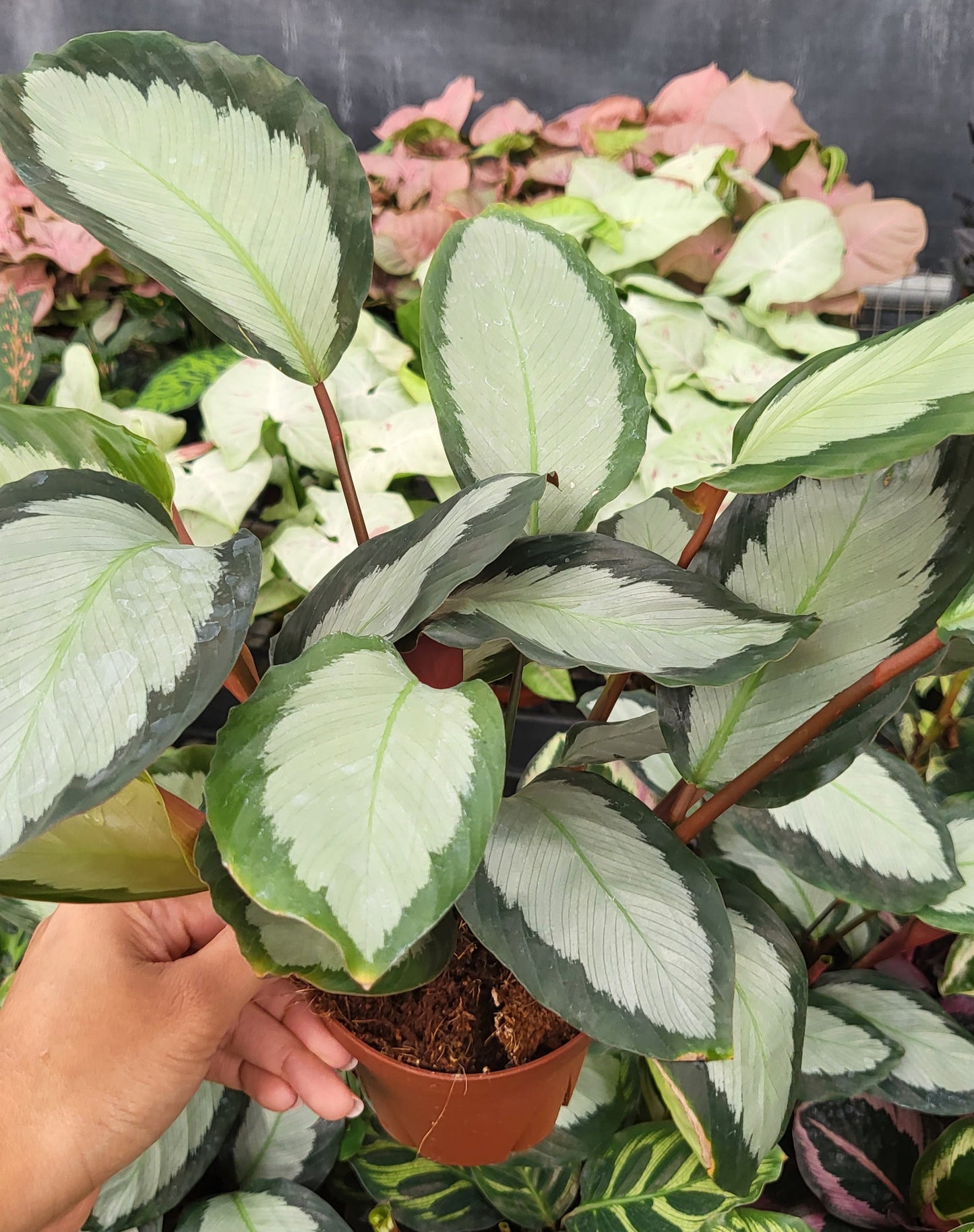 4" Calathea Picturata