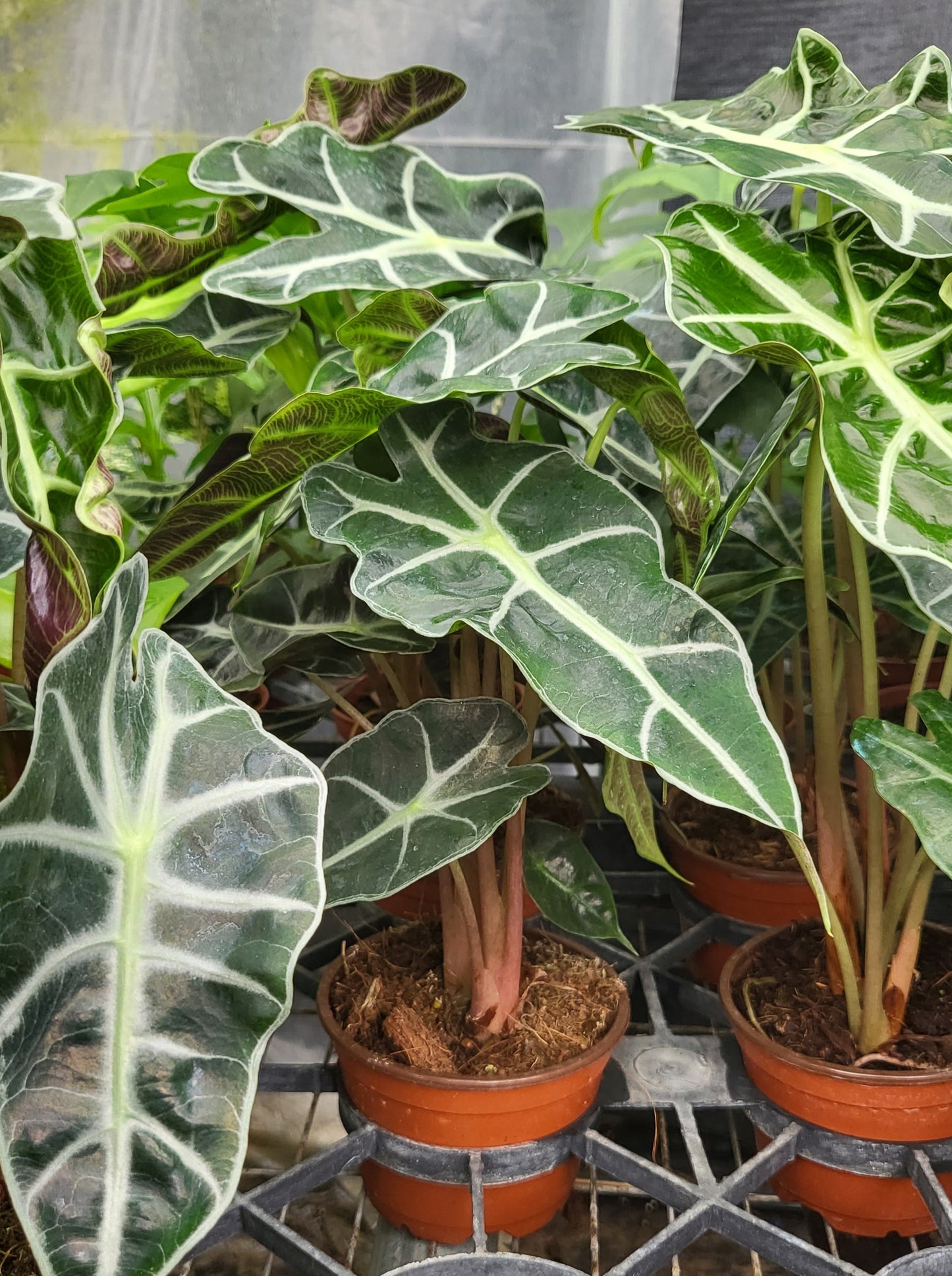 4” Alocasia Dwarf/Polly