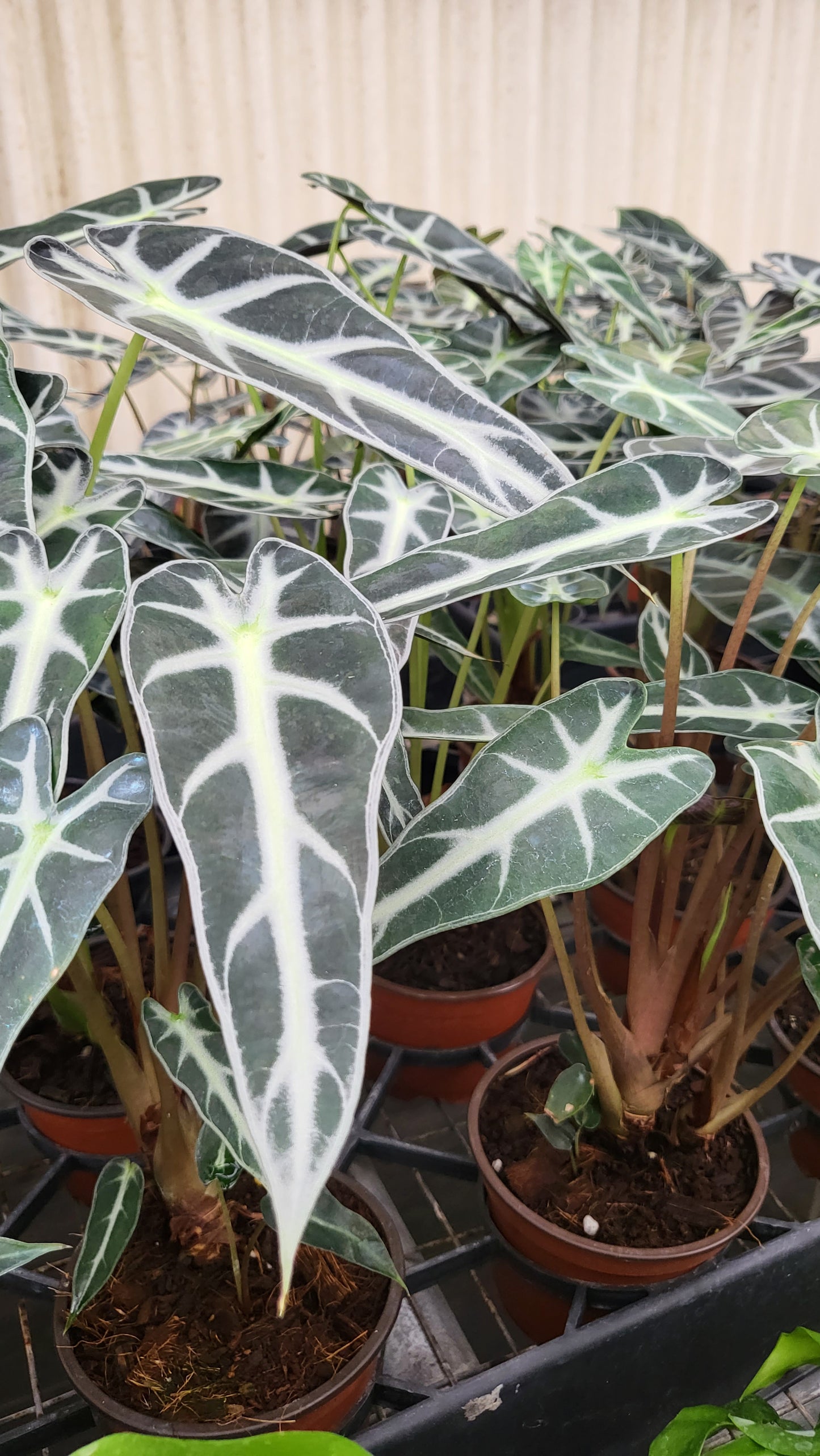 4” Alocasia Bambino