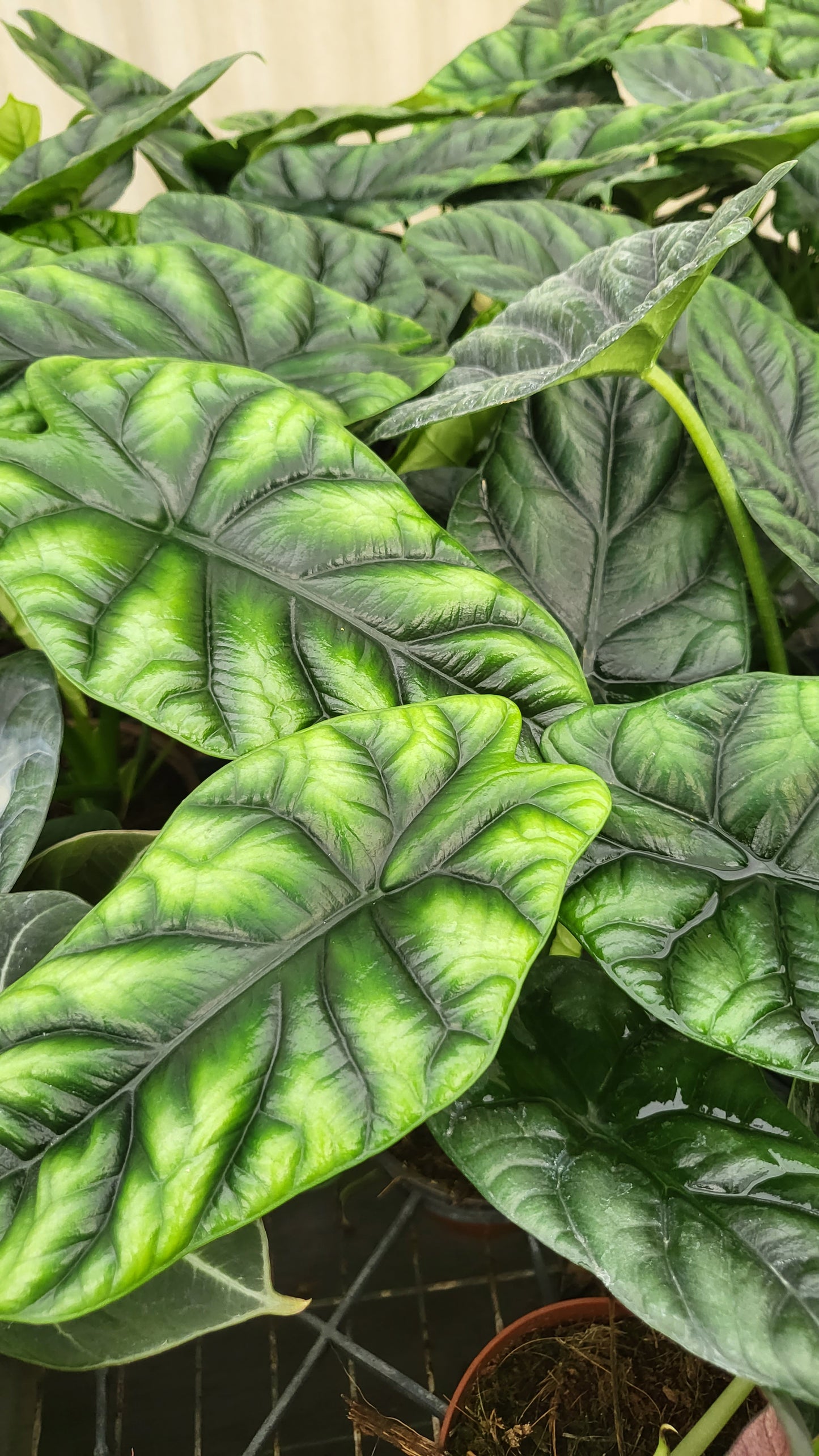 4” Alocasia Mirror Face Sinuata