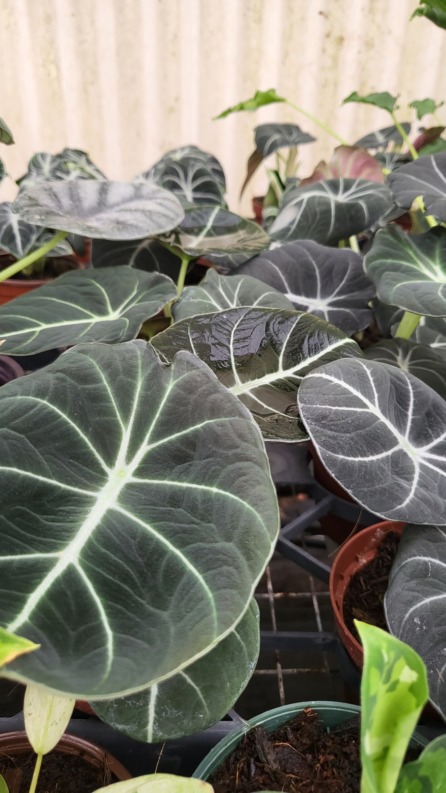 4” Alocasia Ninja
