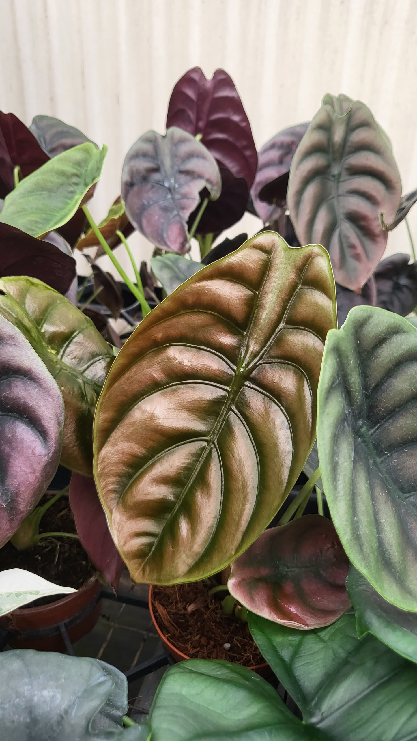 4” Alocasia Red Secret Cupre