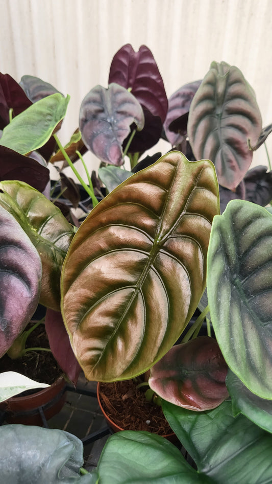 4” Alocasia Red Secret Cupre