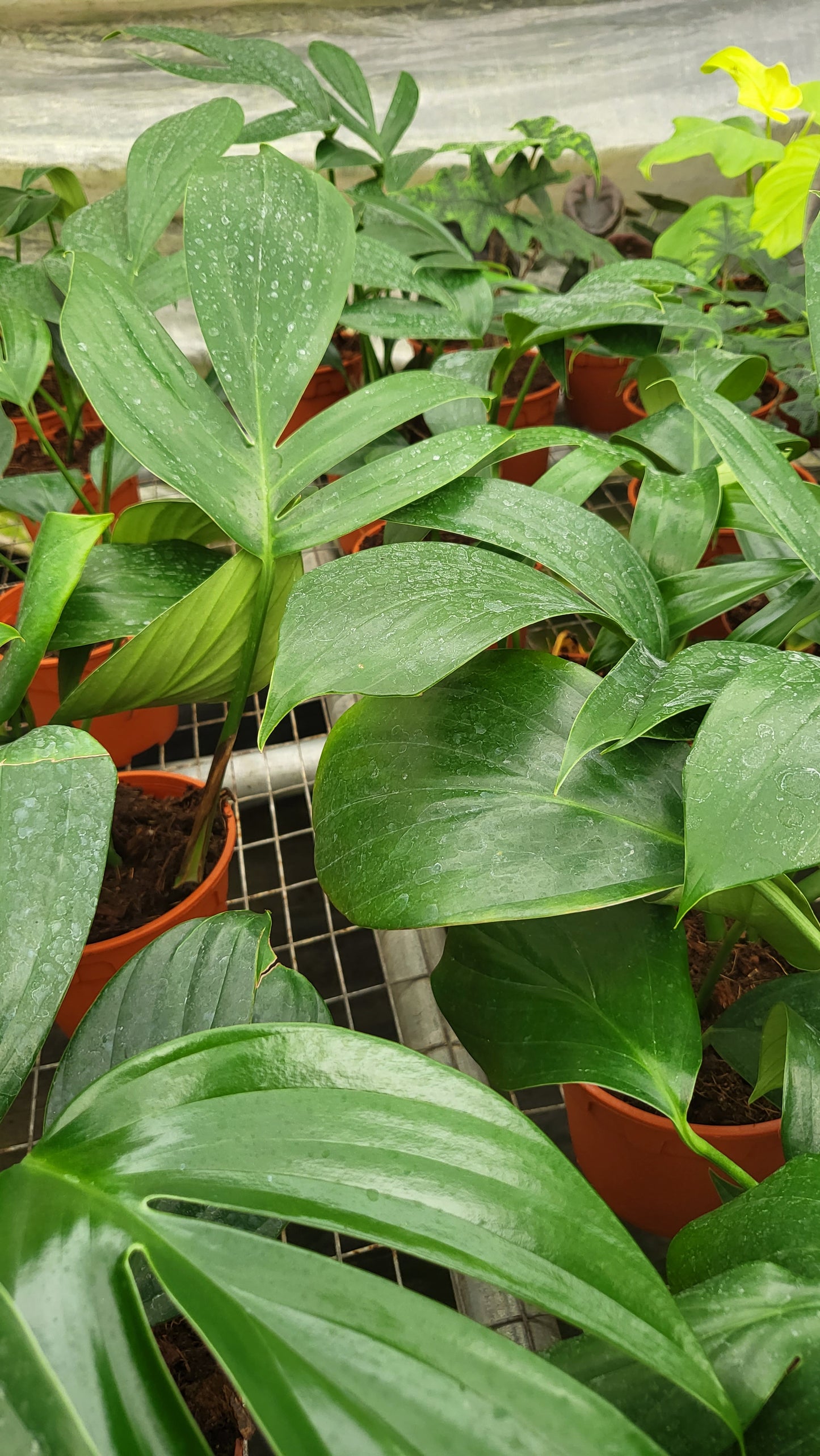 4” Rhaphidophora Dragon Tail