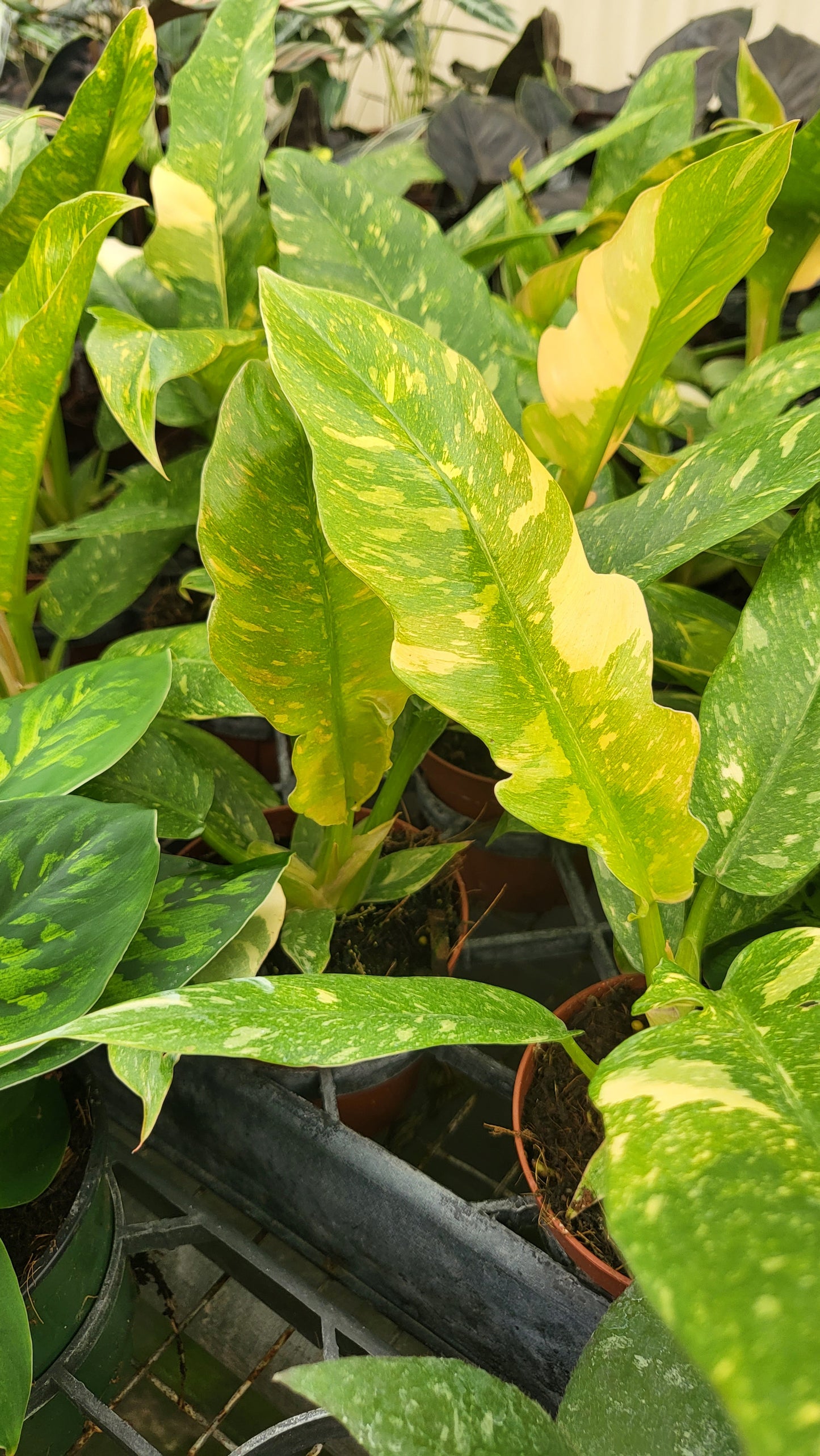 4" Philodendron Ring of Fire