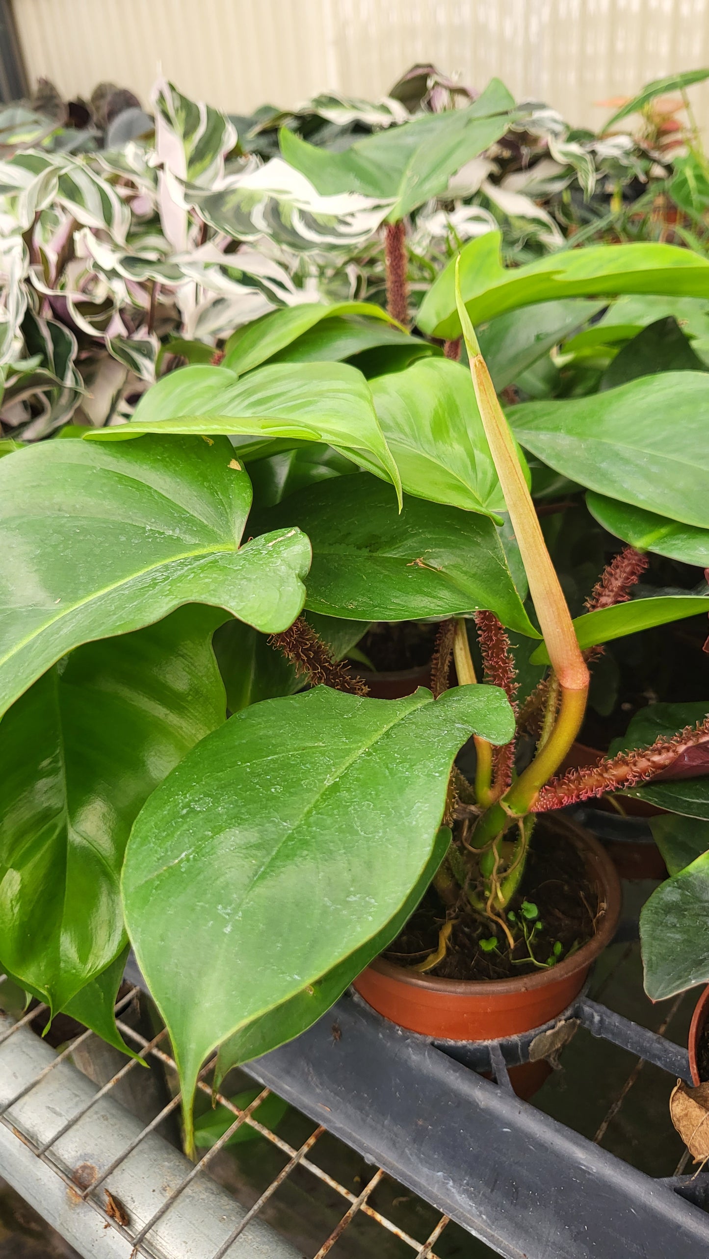 4” Philodendron Squamiferum