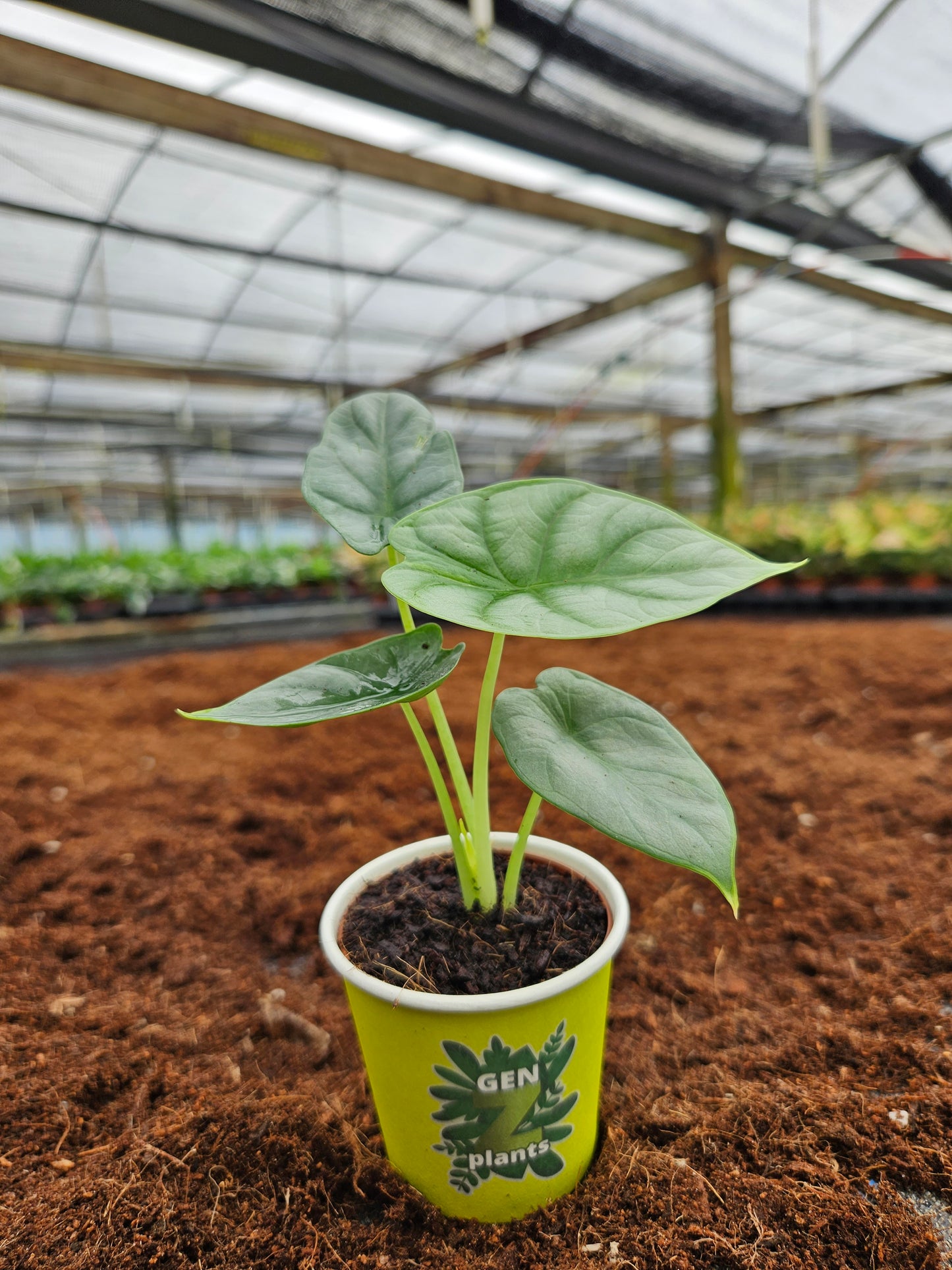 Standard Package - BECOOL 2" Plants