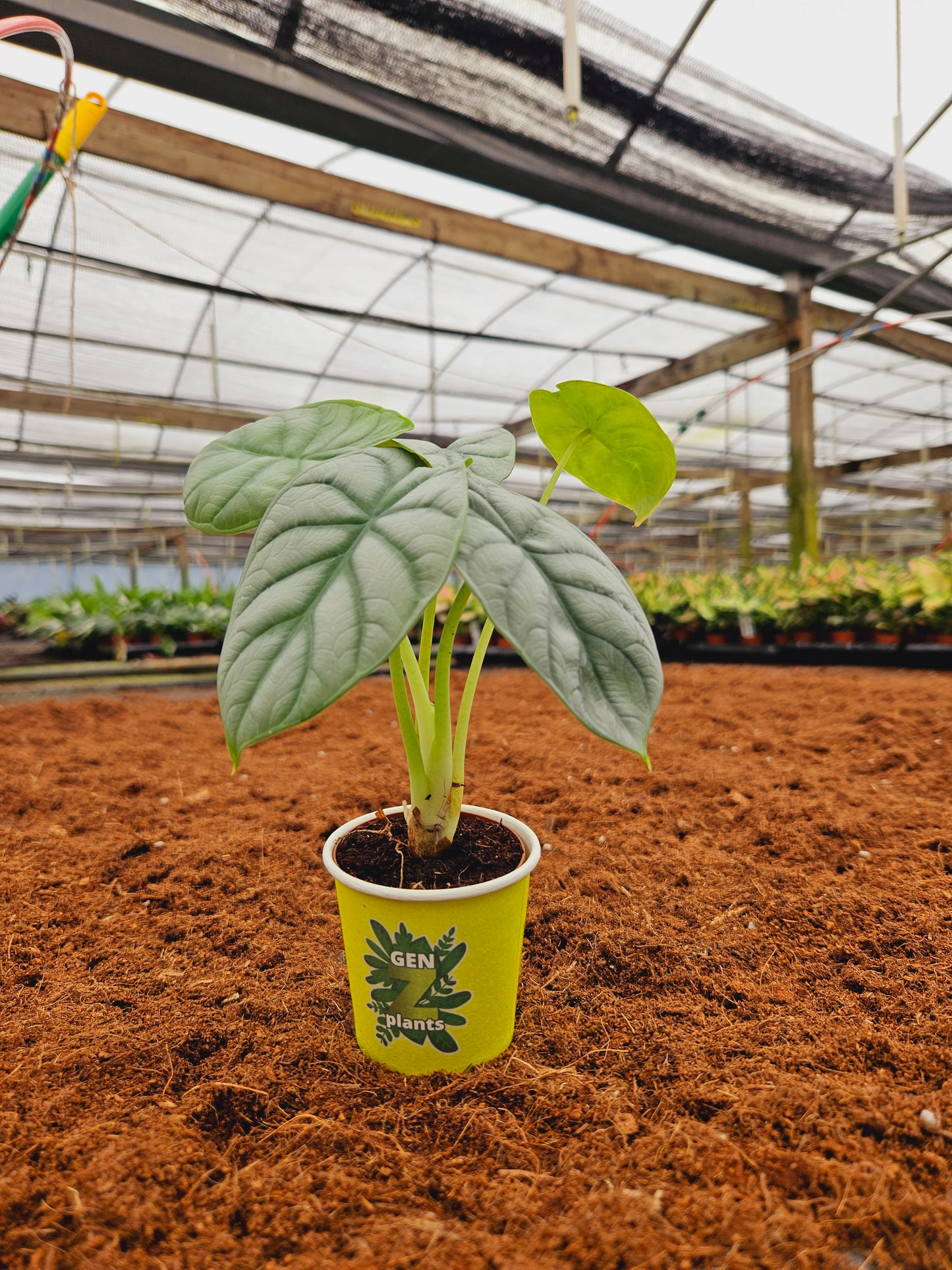 Standard Package - BECOOL 2" Plants