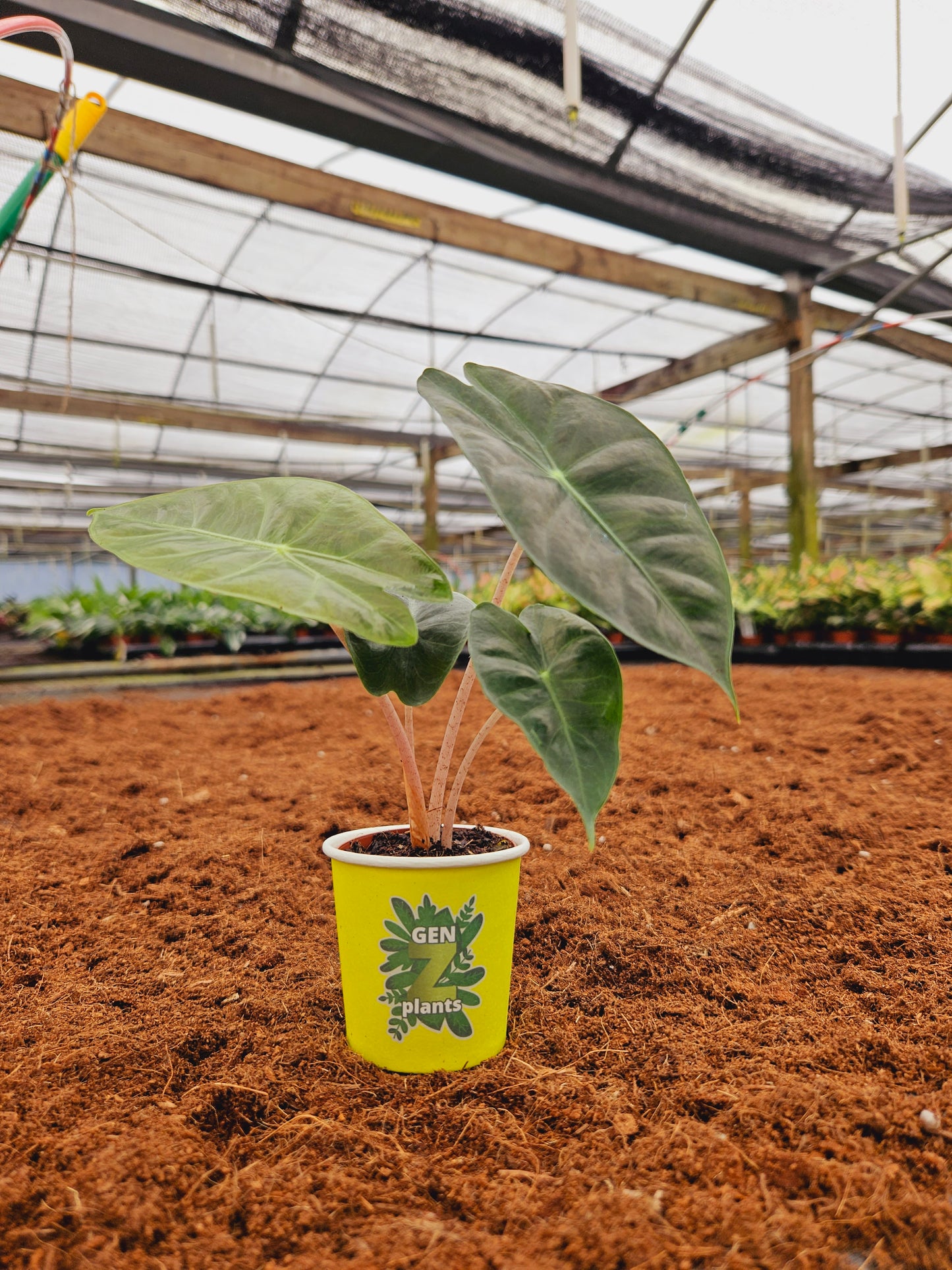 Standard Package - BECOOL 2" Plants