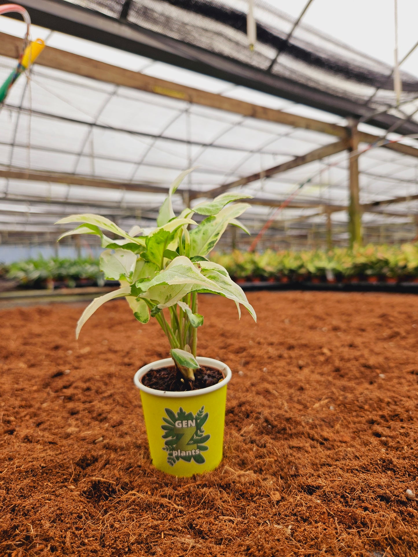 Standard Package - BECOOL 2" Plants