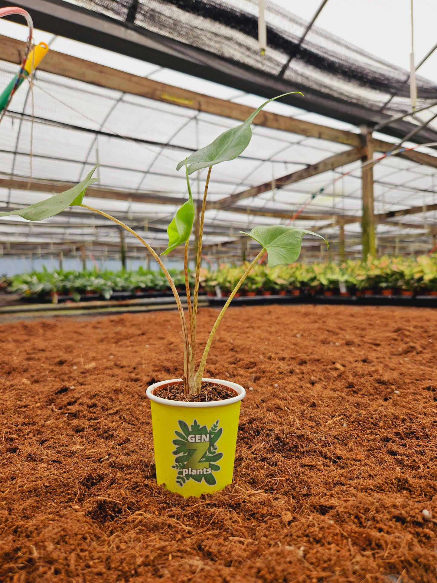 Standard Package - BECOOL 2" Plants