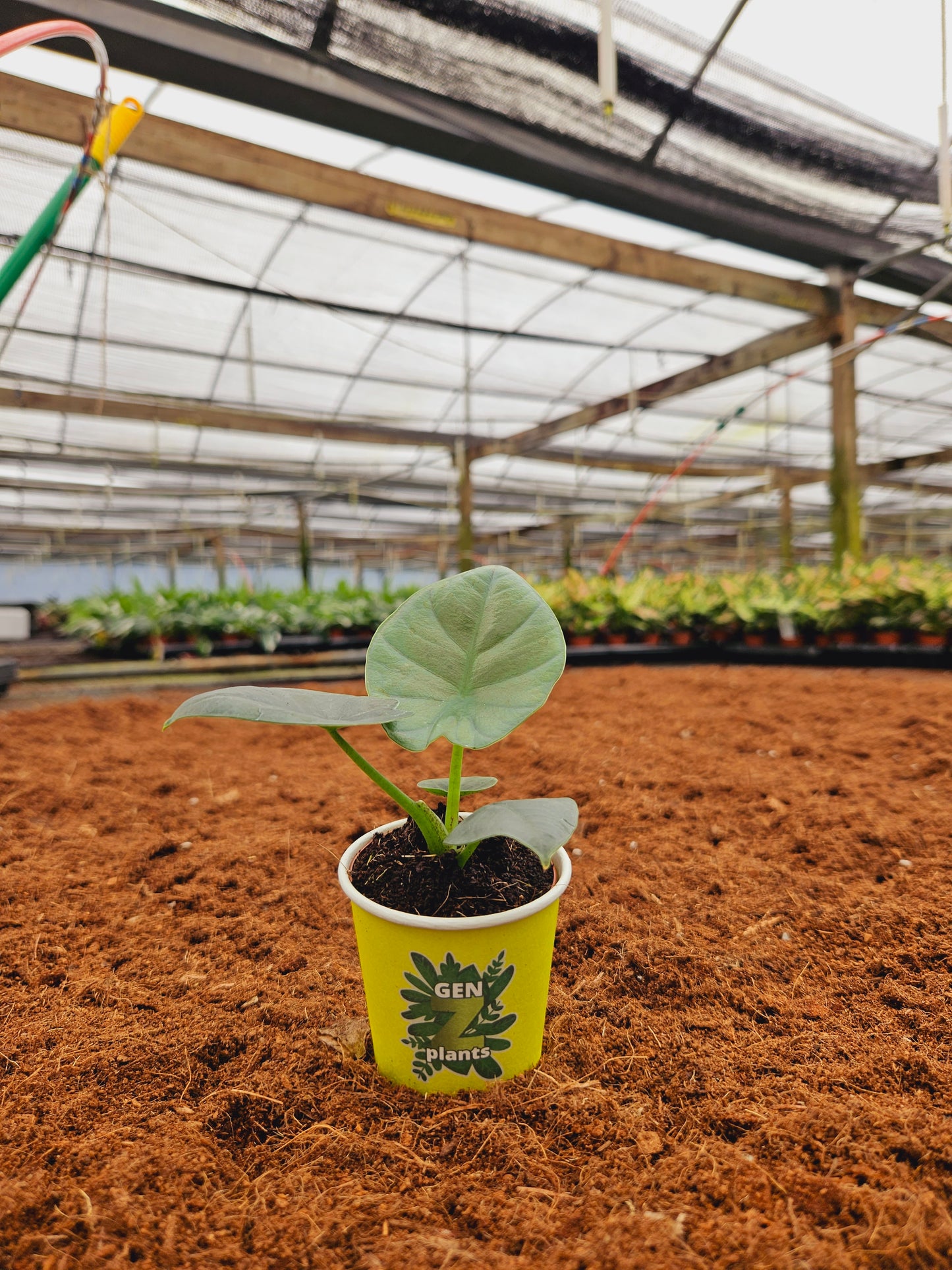 Standard Package - BECOOL 2" Plants