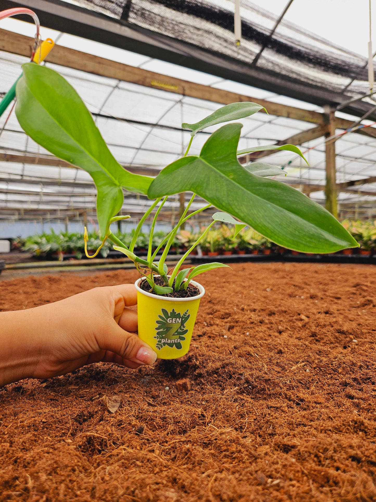 Standard Package - BECOOL 2" Plants