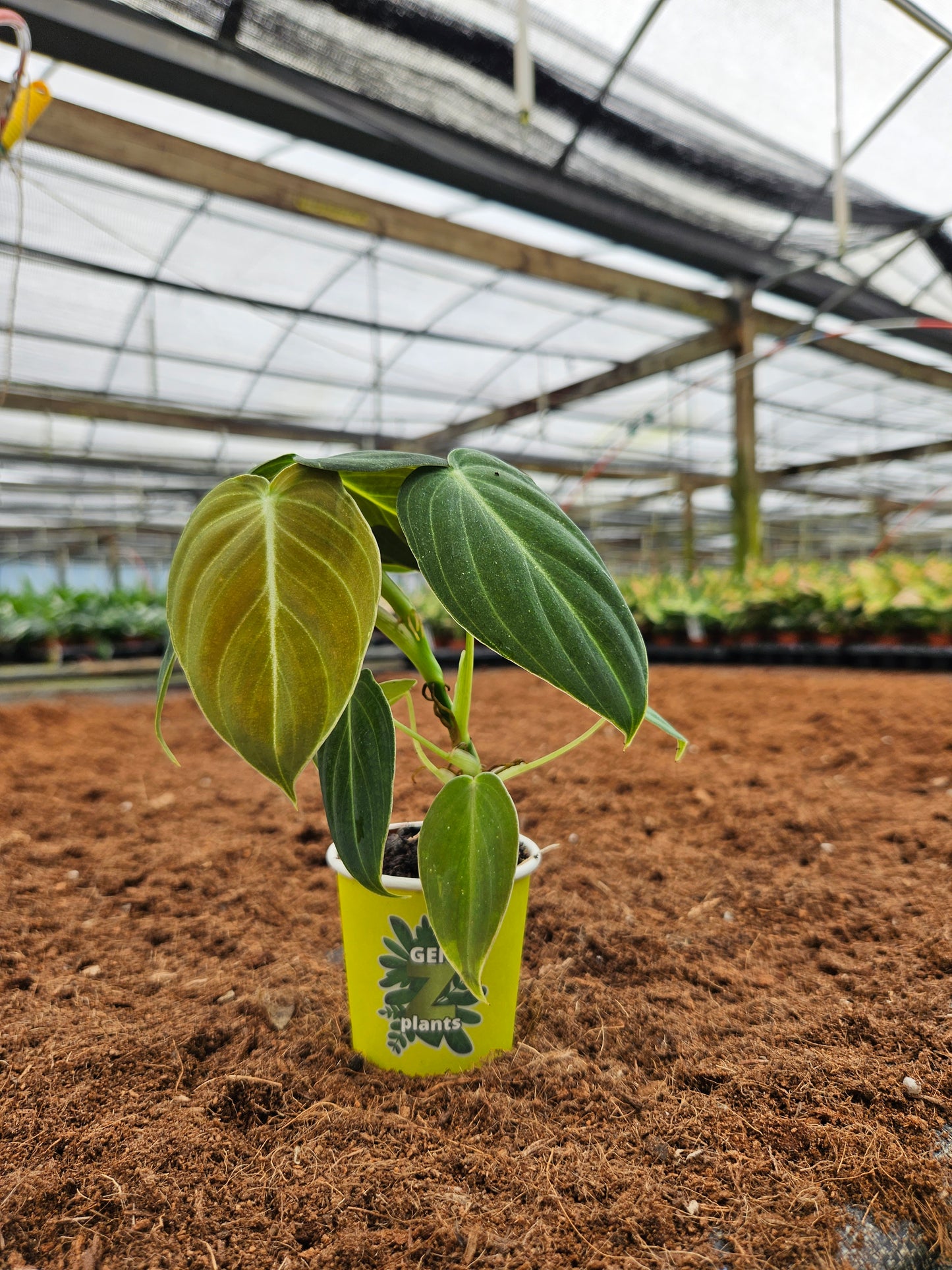 Standard Package - BECOOL 2" Plants