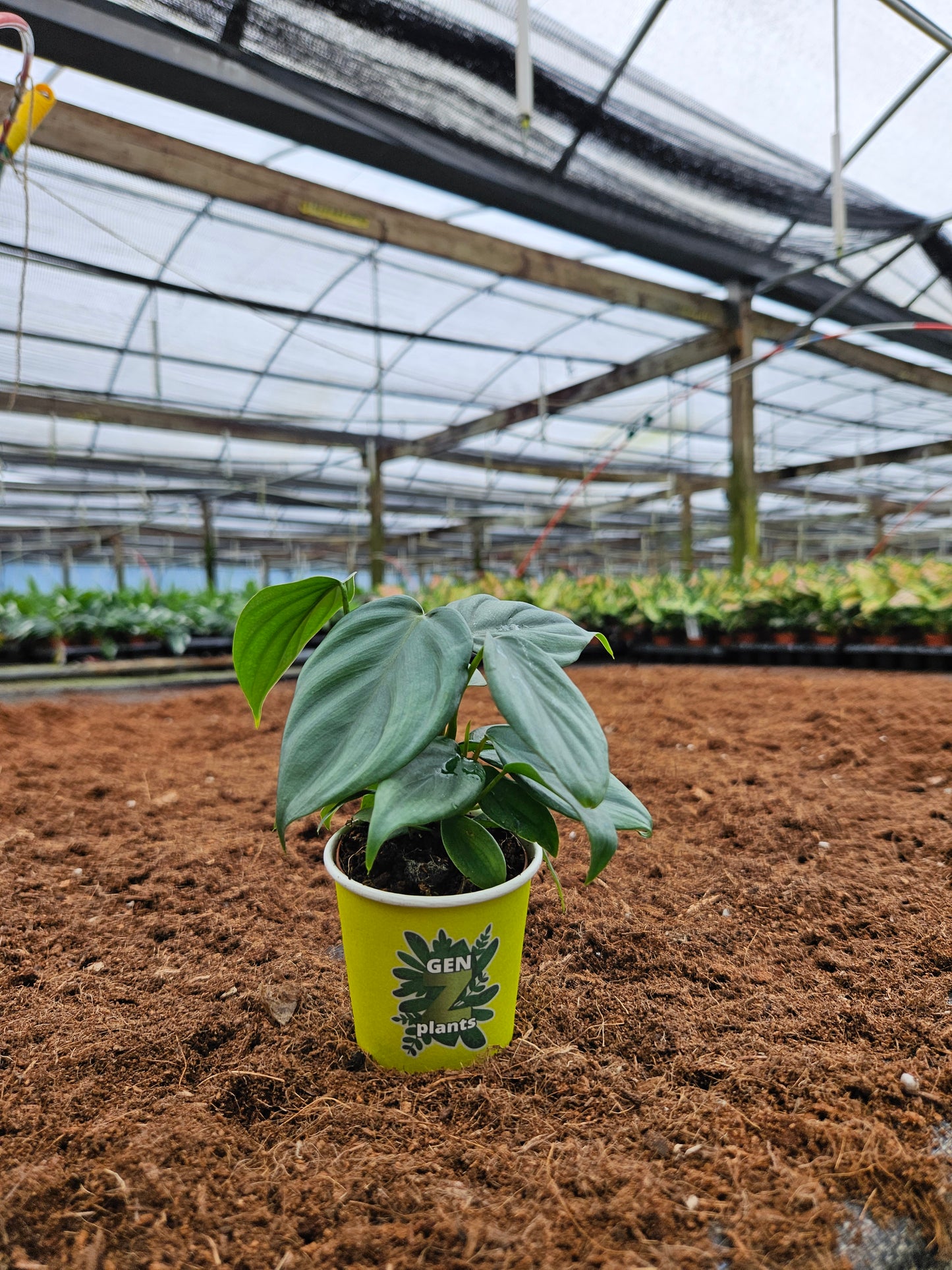 Standard Package - BECOOL 2" Plants