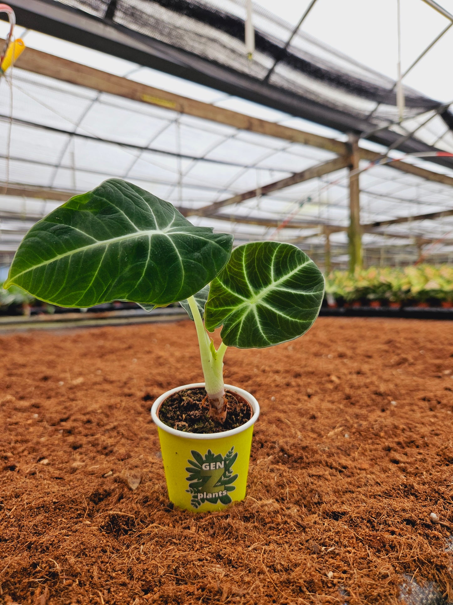 Standard Package - BECOOL 2" Plants