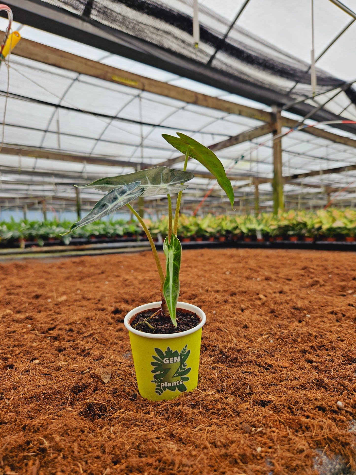 Standard Package - BECOOL 2" Plants