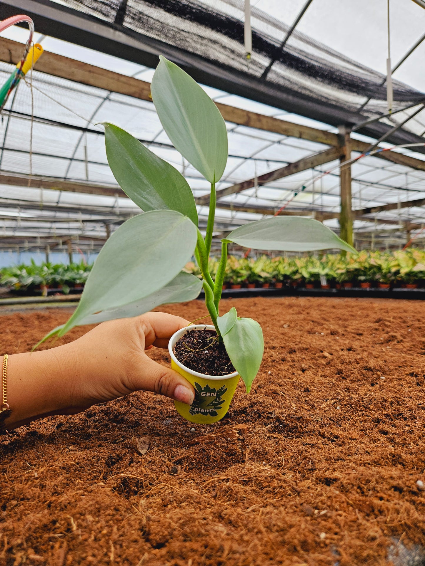 Standard Package - BECOOL 2" Plants