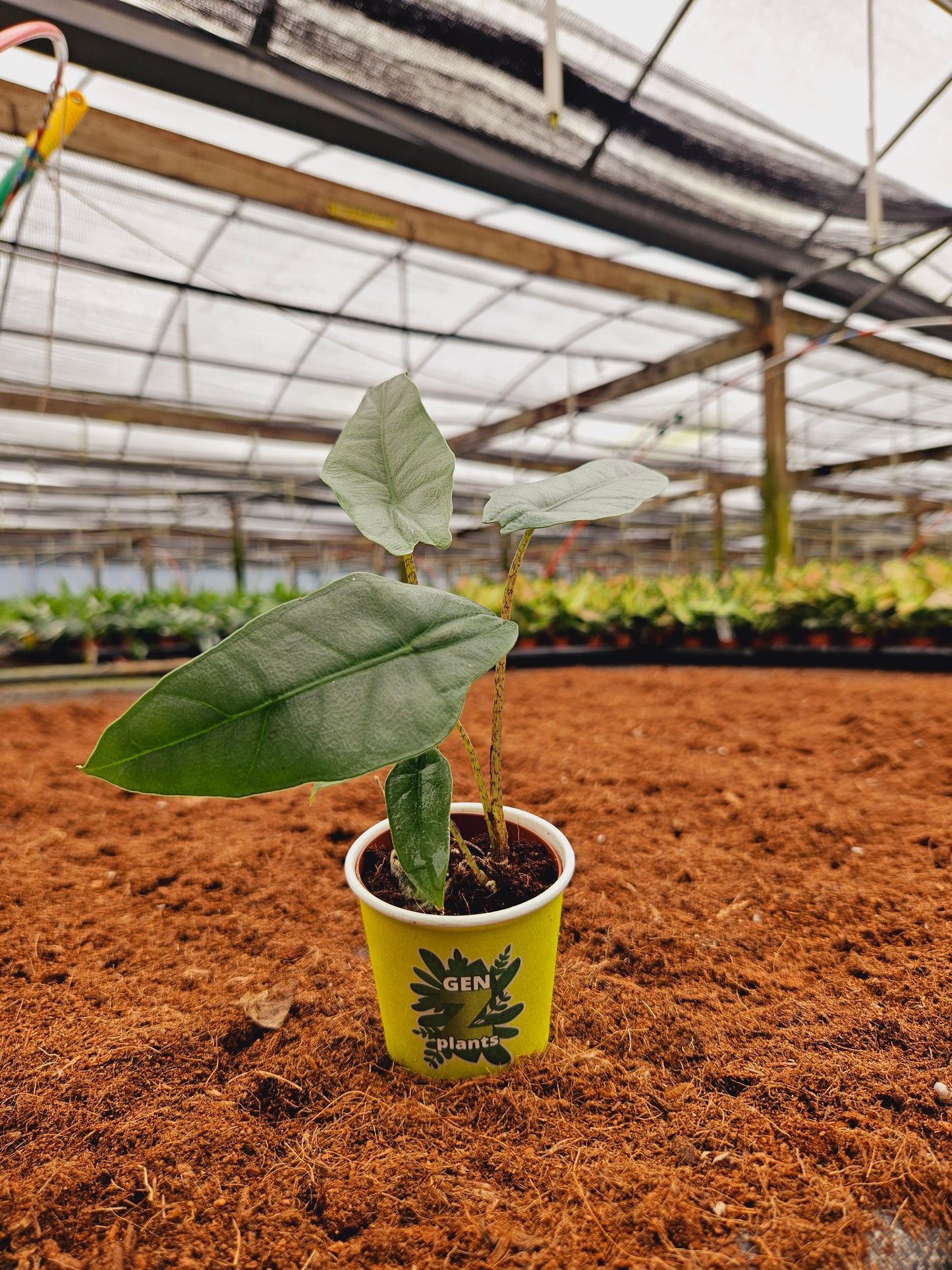 Standard Package - BECOOL 2" Plants