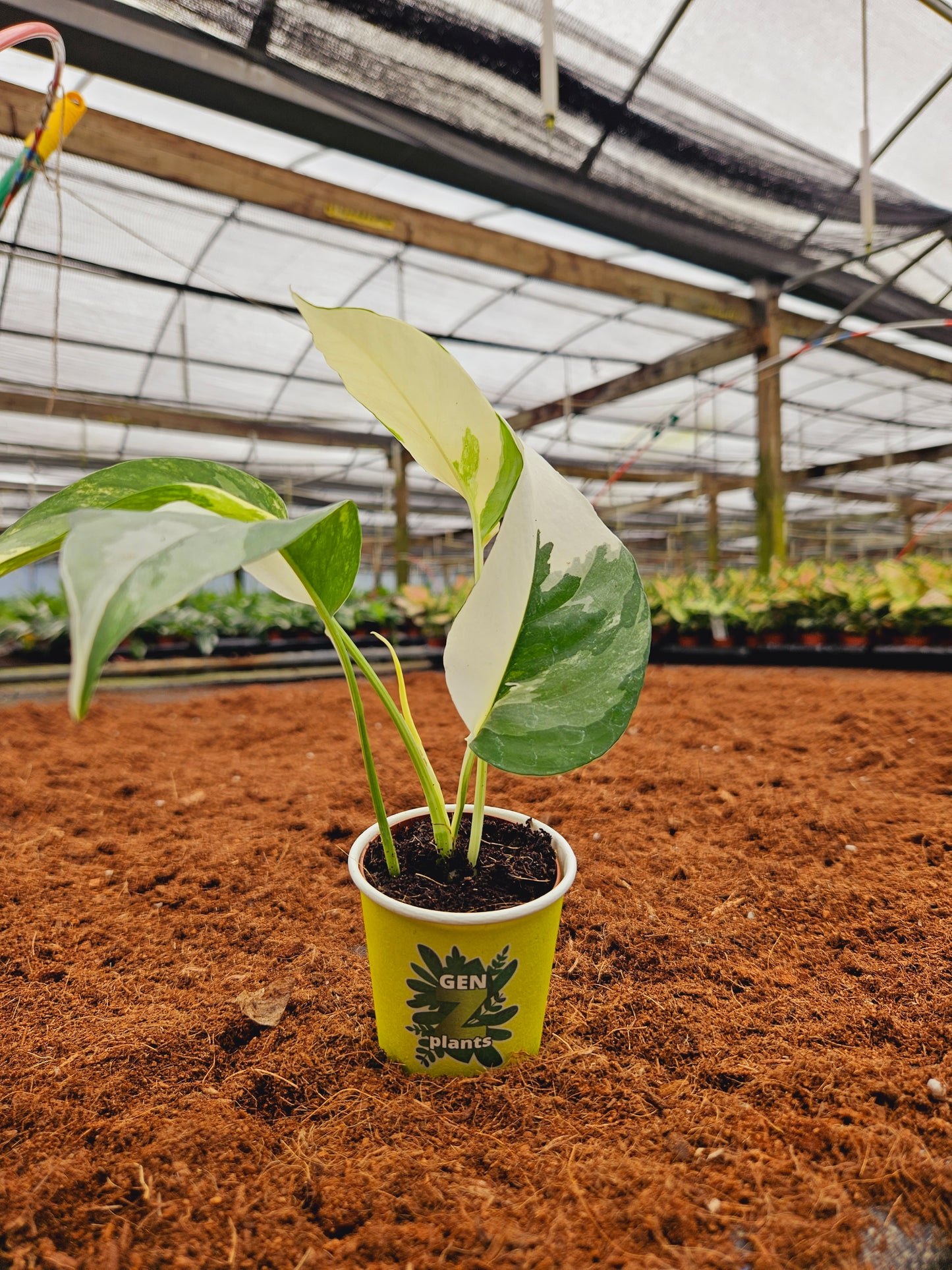 Standard Package - BECOOL 2" Plants