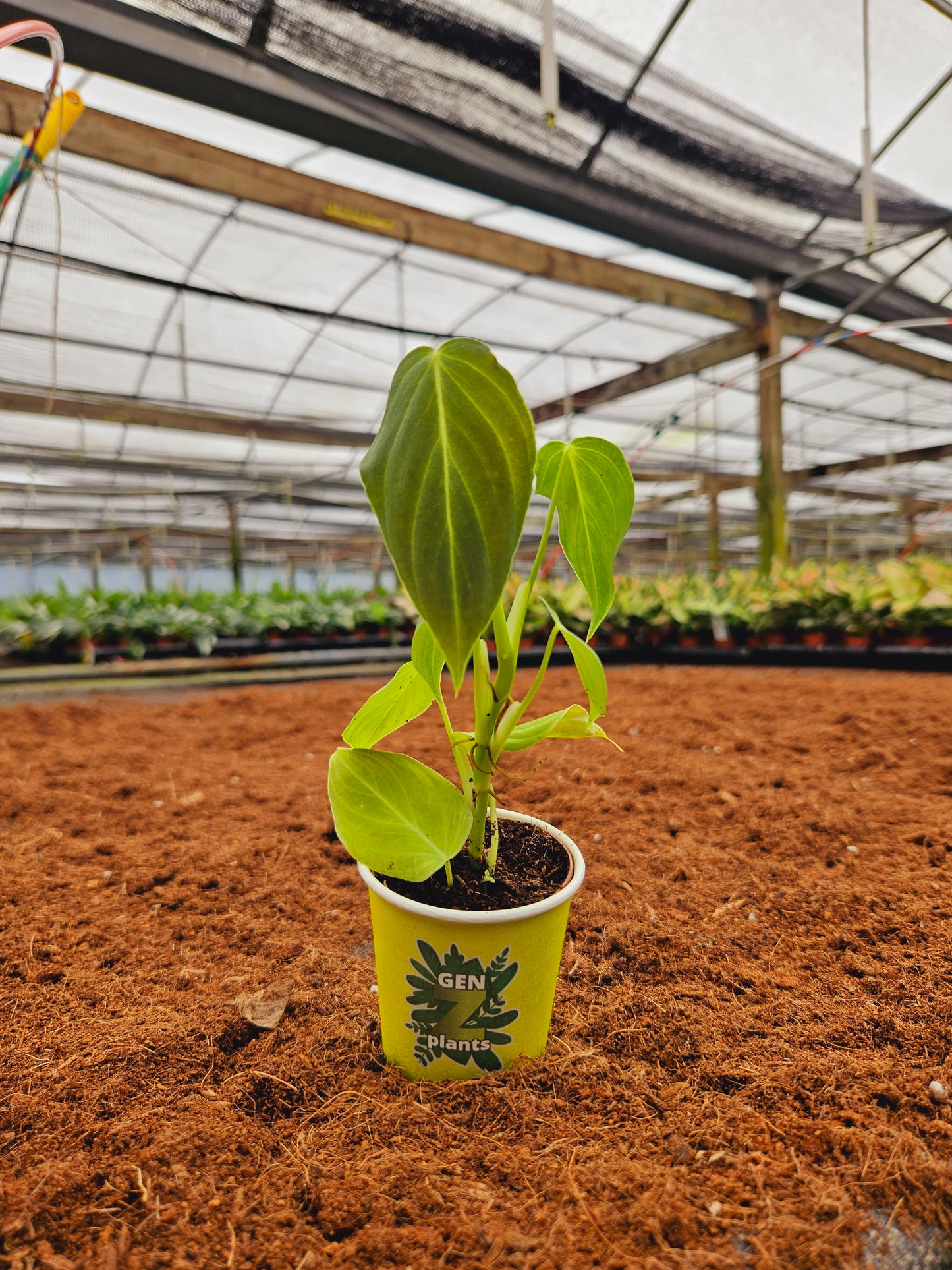 Standard Package - BECOOL 2" Plants