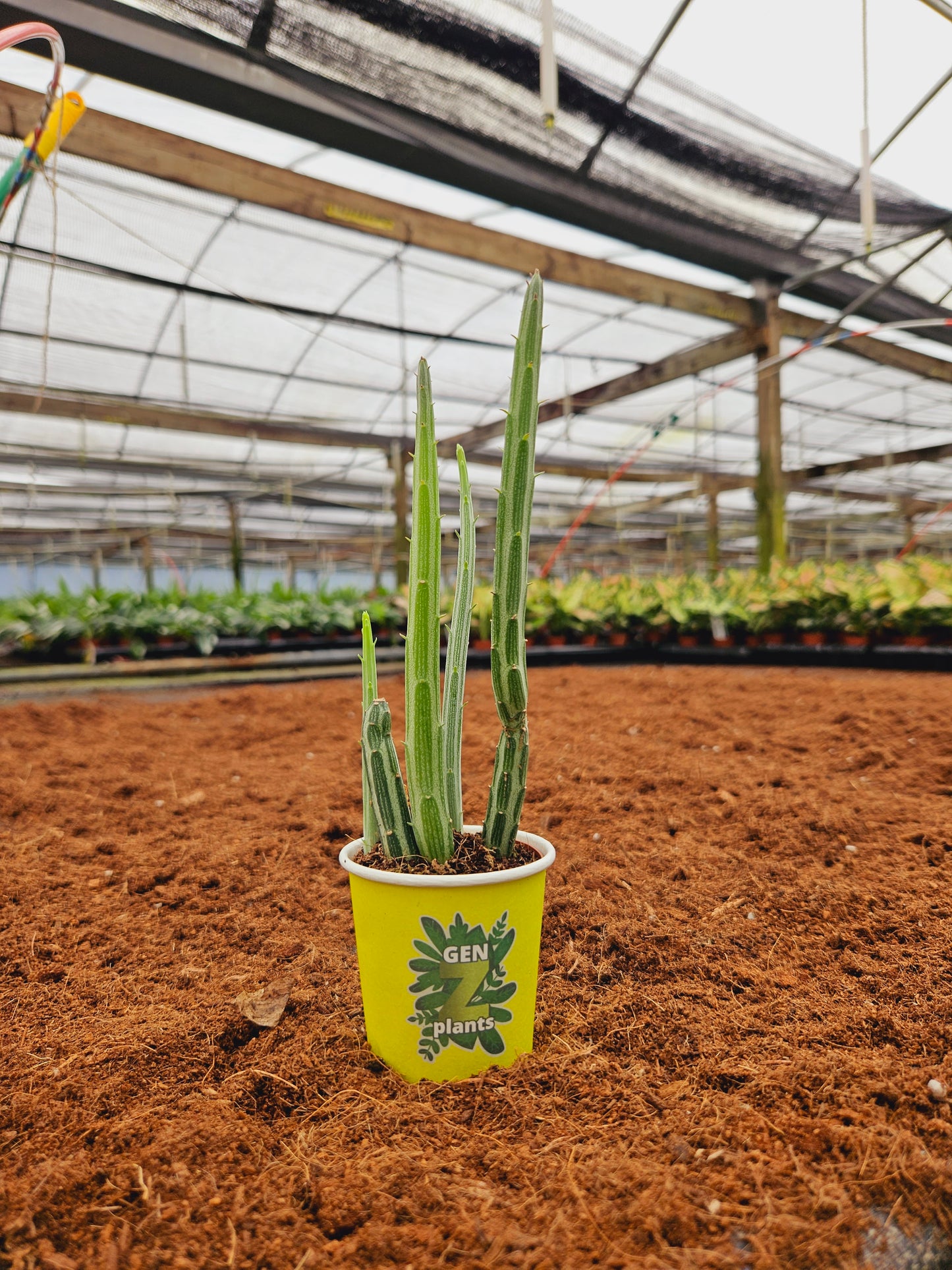 Standard Package - BECOOL 2" Plants