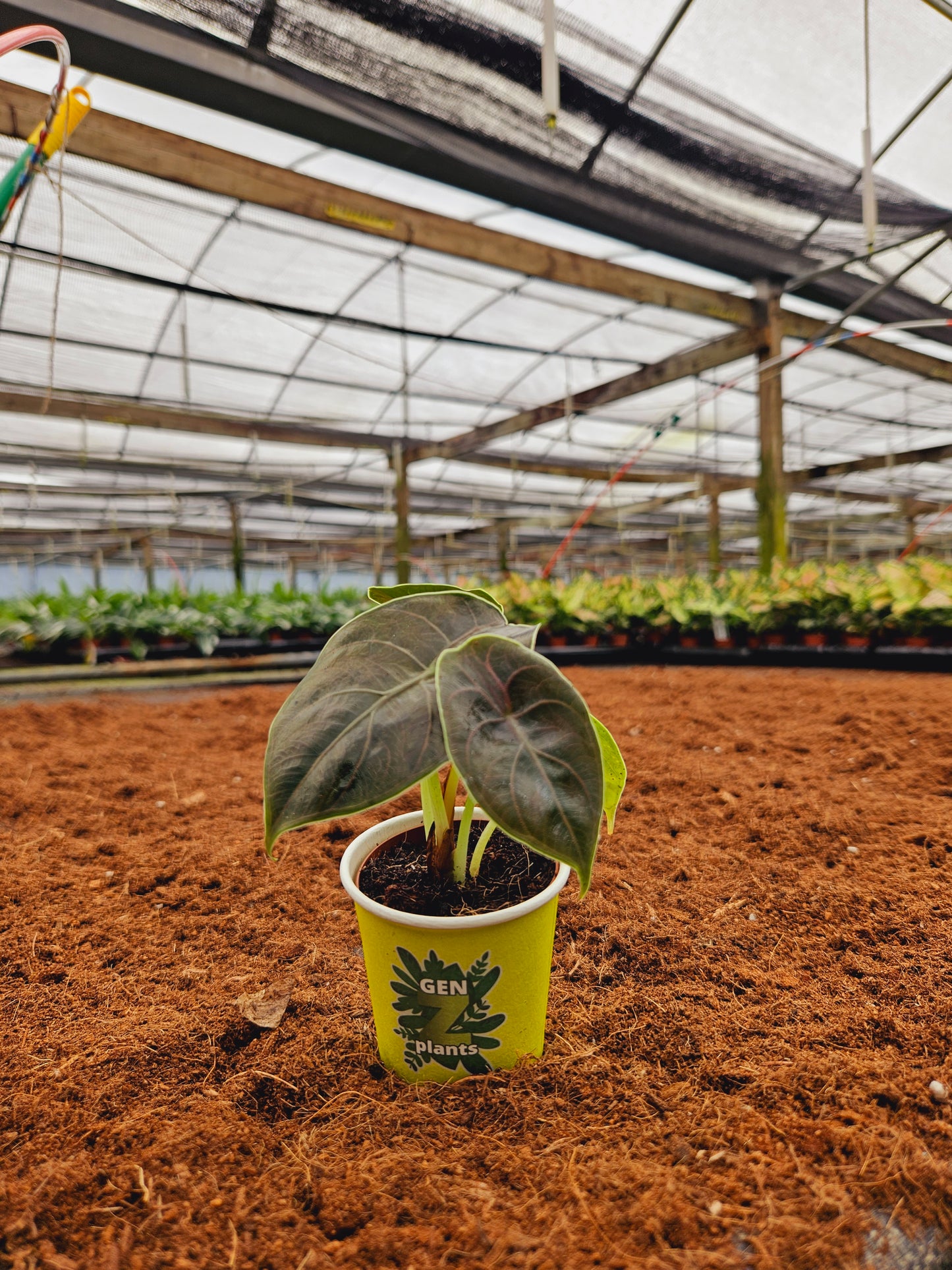 Standard Package - BECOOL 2" Plants
