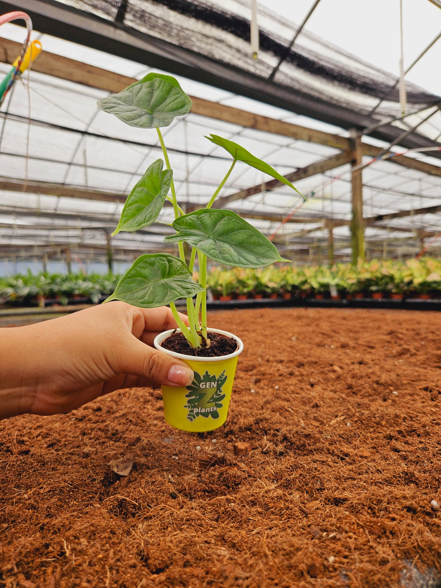Standard Package - BECOOL 2" Plants