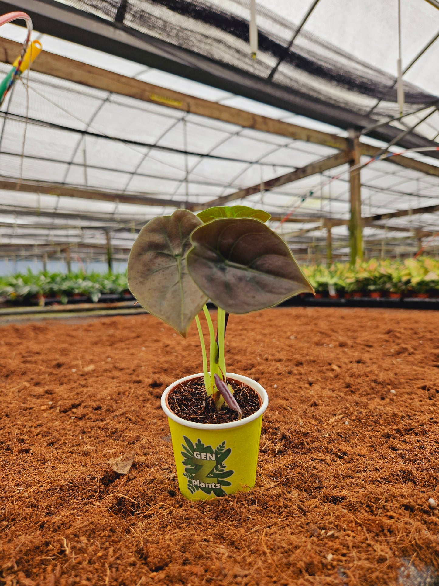 Standard Package - BECOOL 2" Plants
