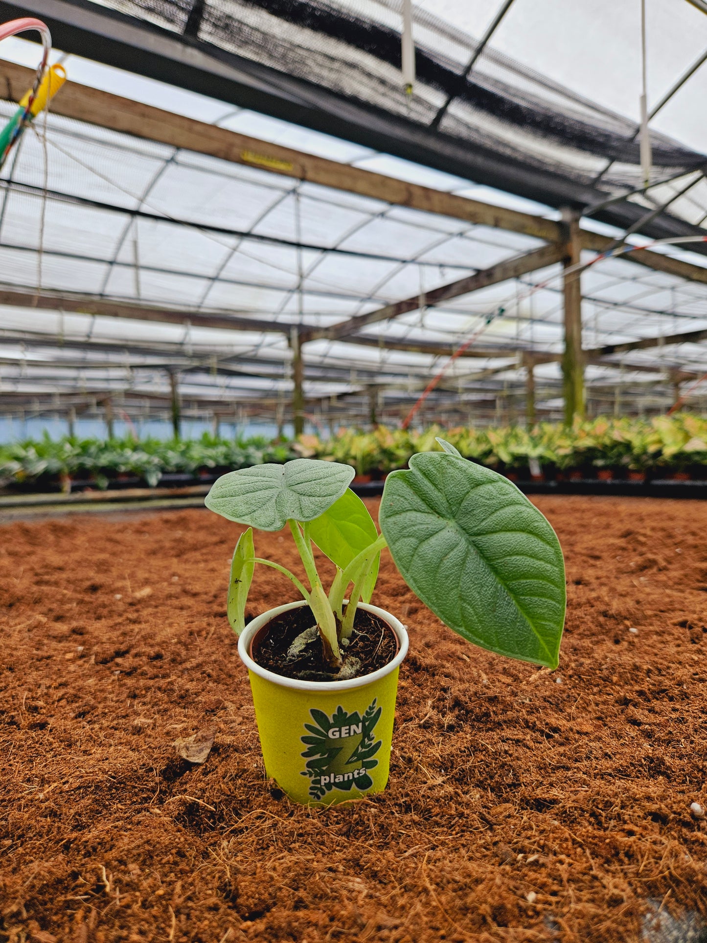 Standard Package - BECOOL 2" Plants