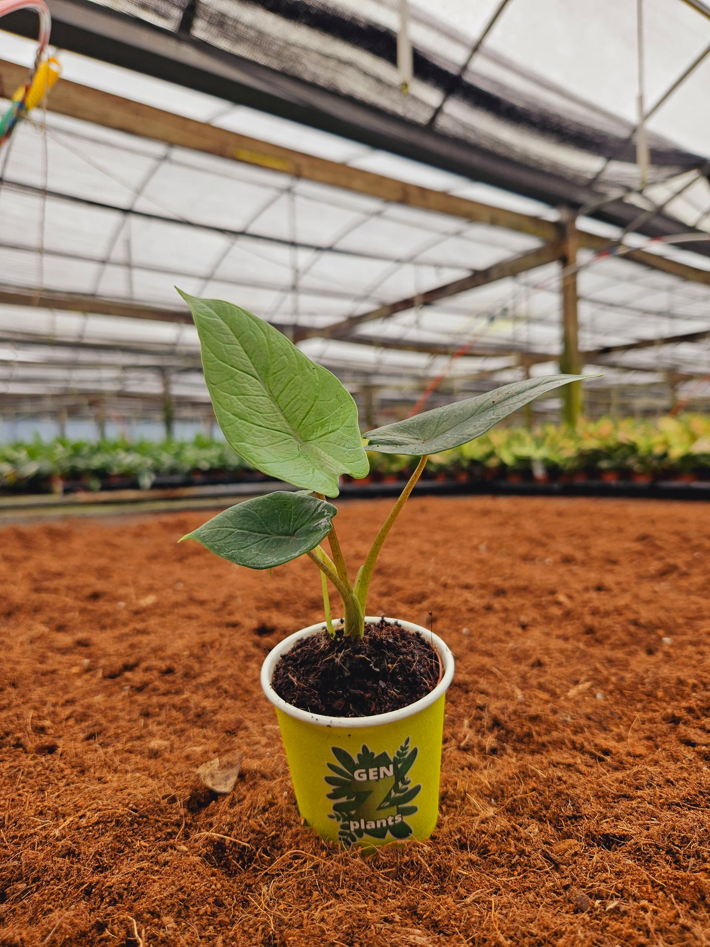 Standard Package - BECOOL 2" Plants