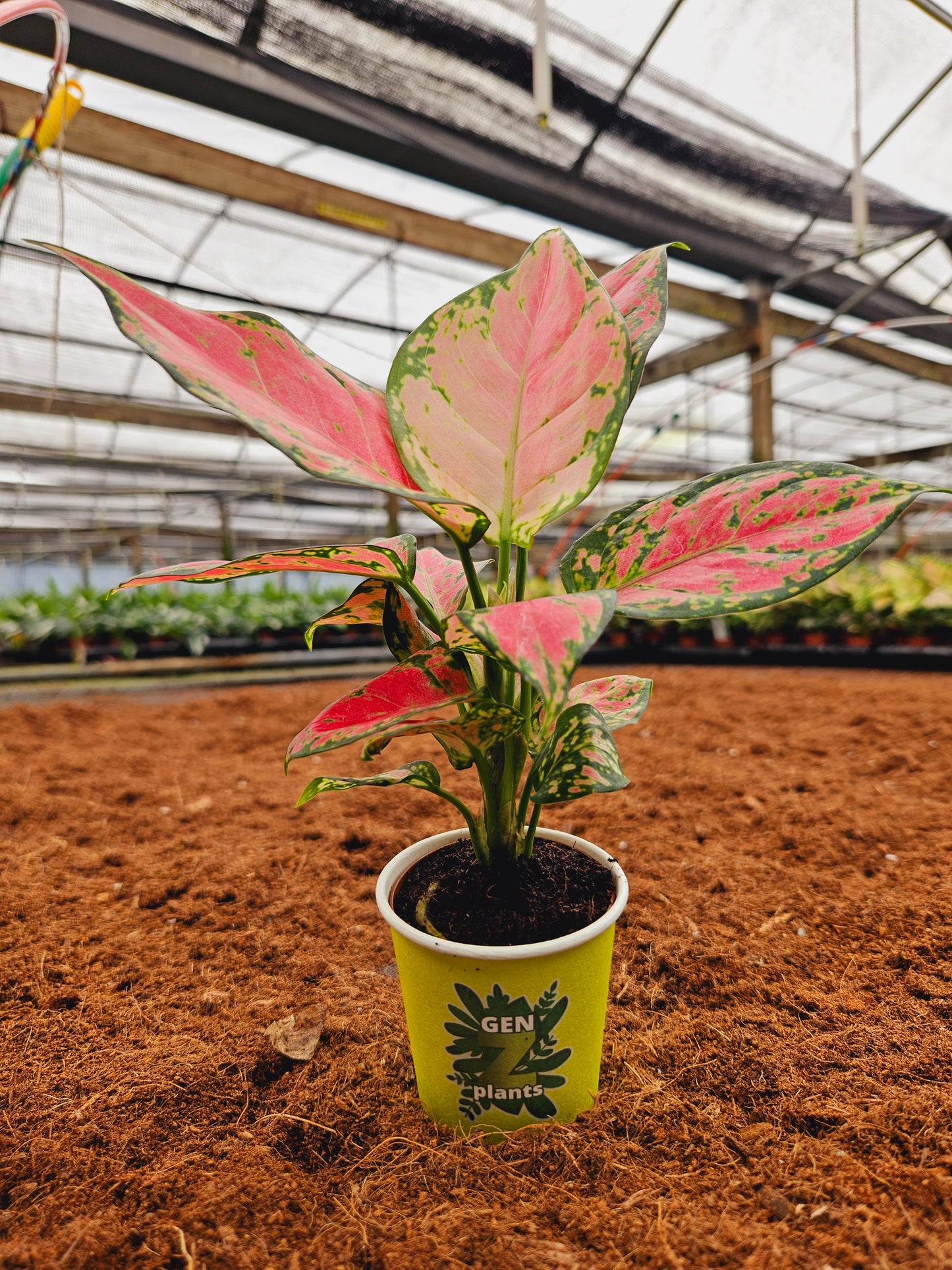 Standard Package - BECOOL 2" Plants