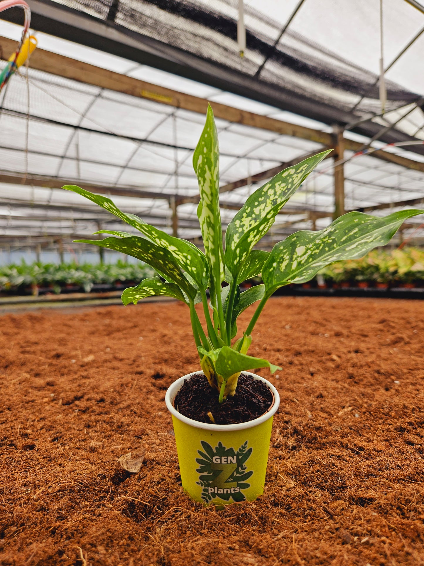Standard Package - BECOOL 2" Plants