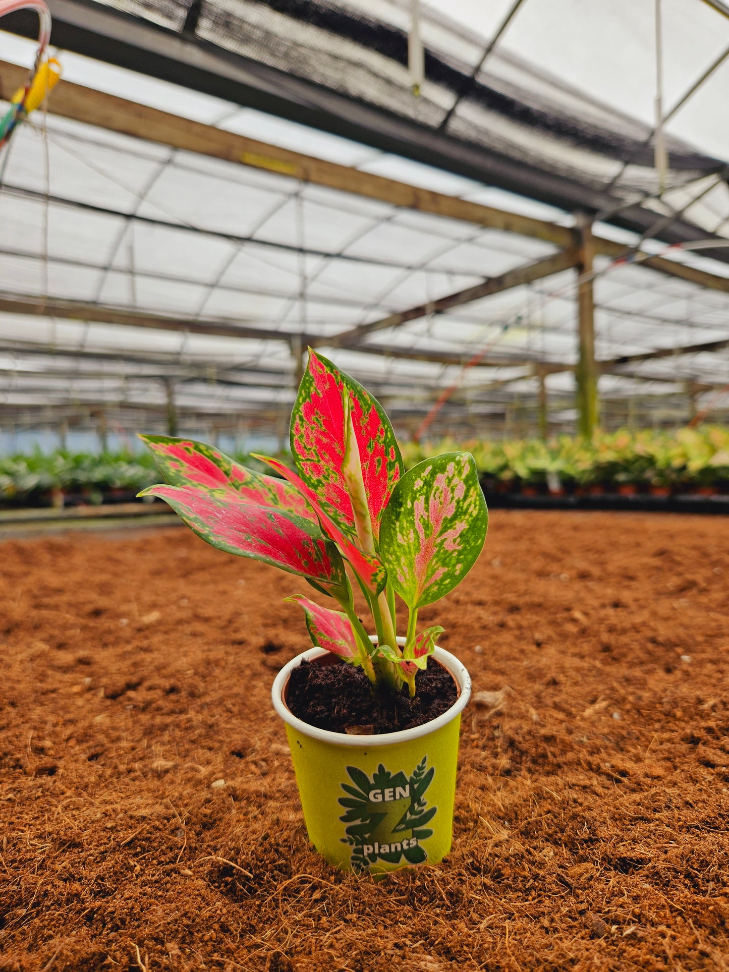 Standard Package - BECOOL 2" Plants