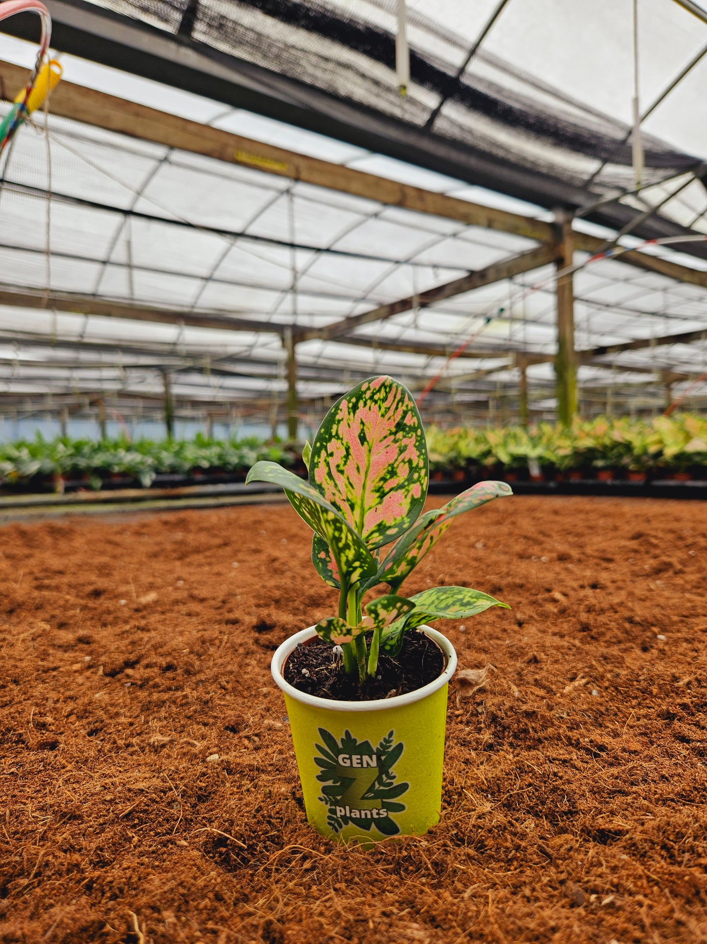 Standard Package - BECOOL 2" Plants