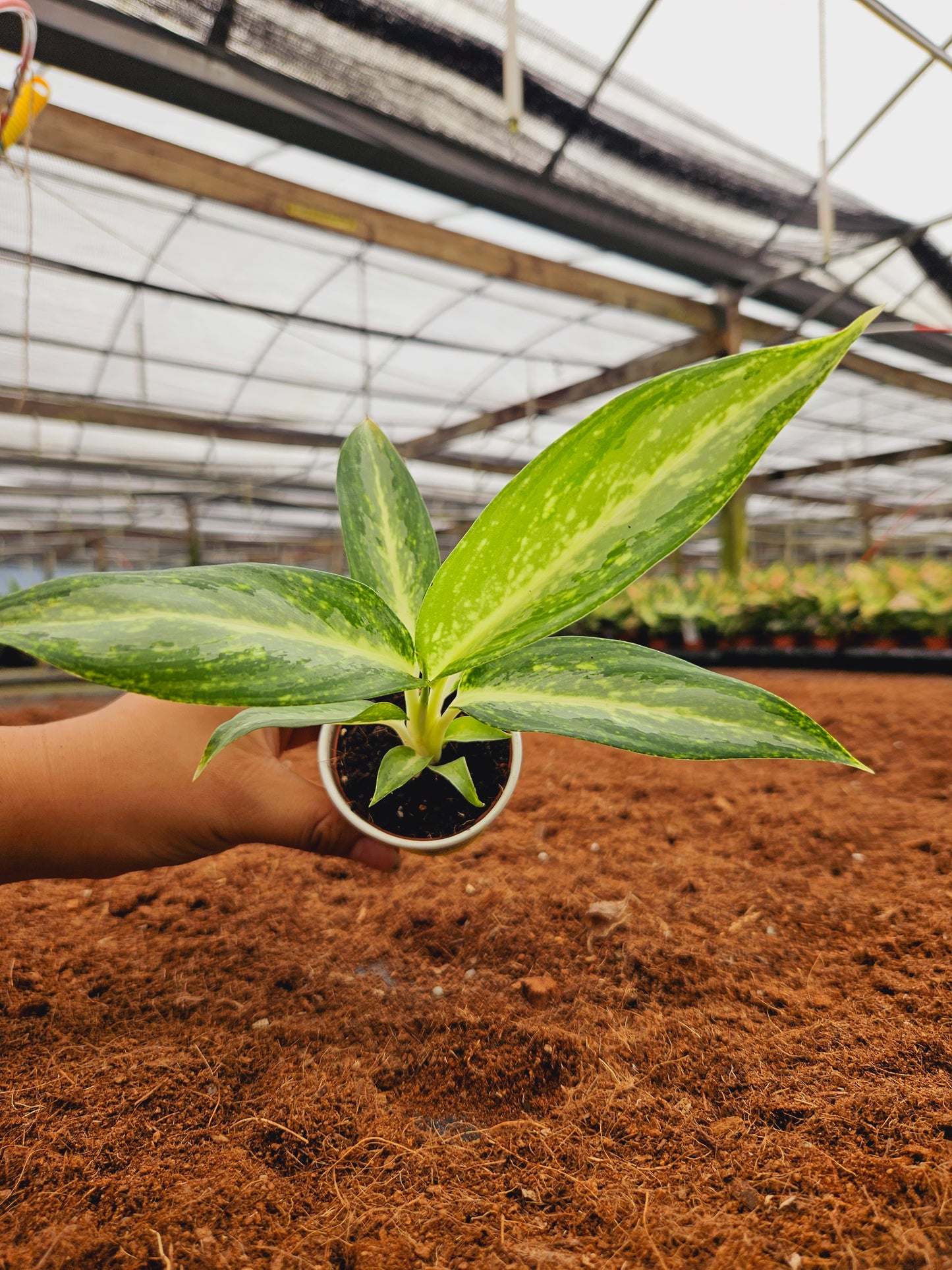 Standard Package - BECOOL 2" Plants